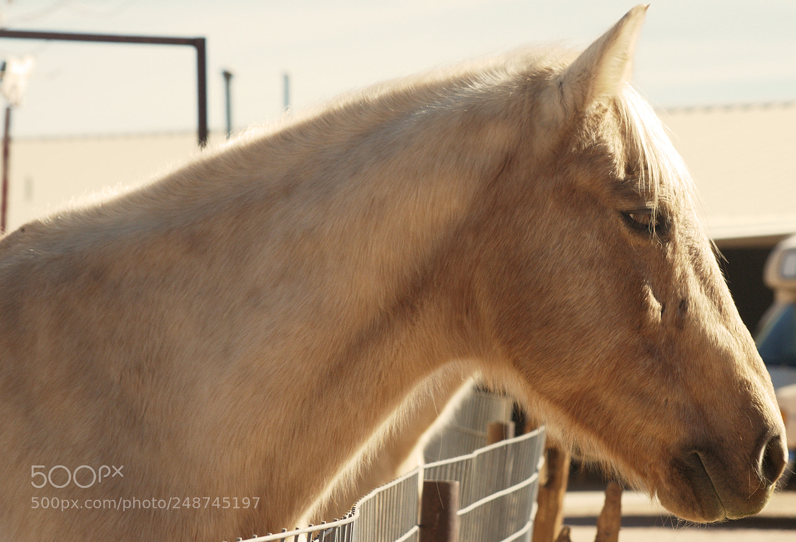 Nikon D5100 sample photo. Trigo photography