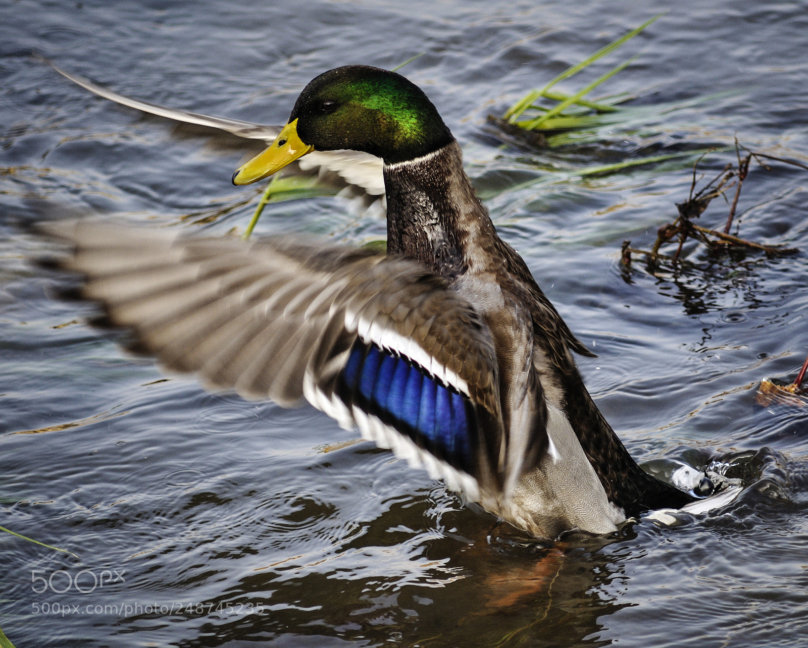 Nikon D5000 sample photo. Ready to fly. photography