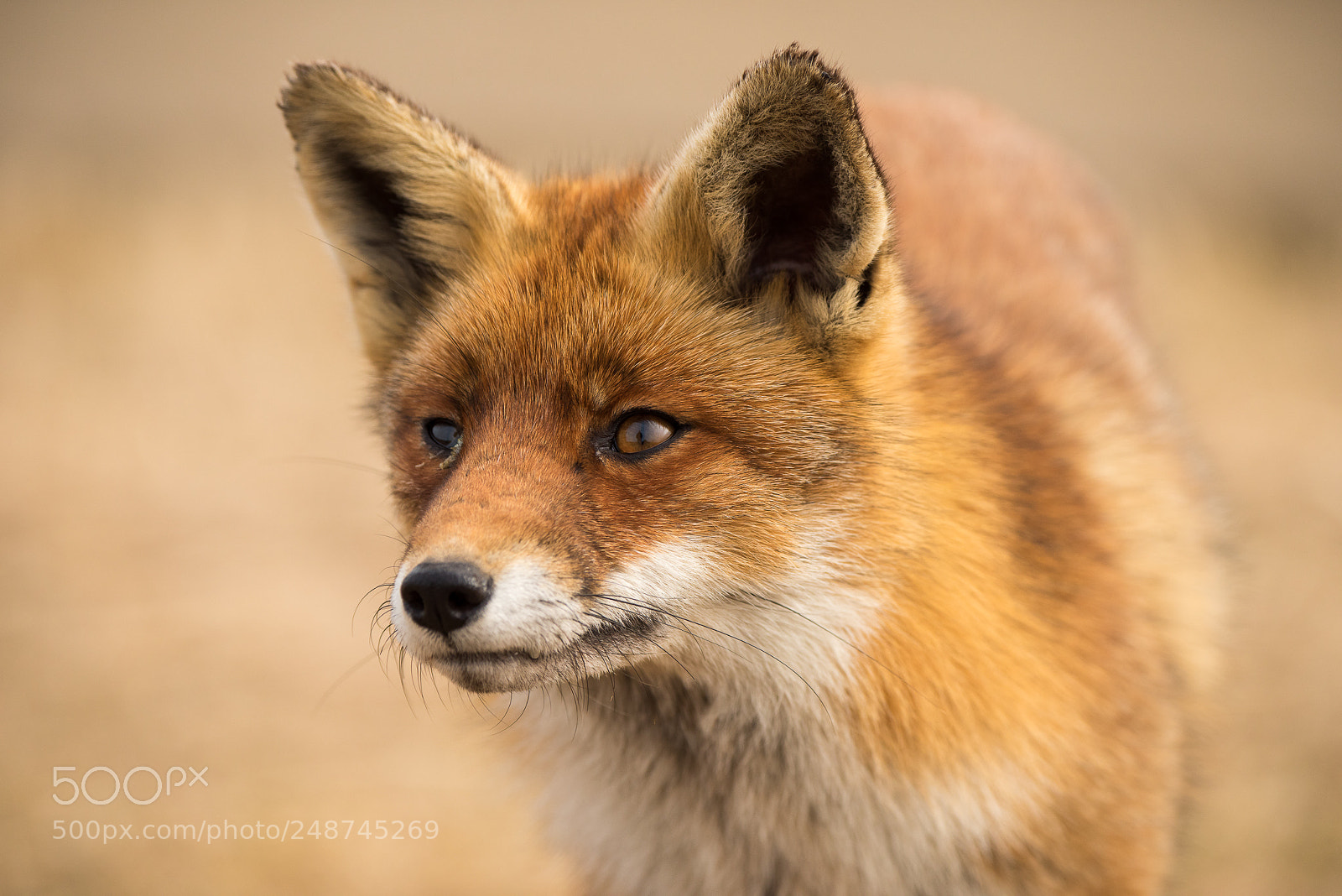 Nikon D810 sample photo. Fox close up photography