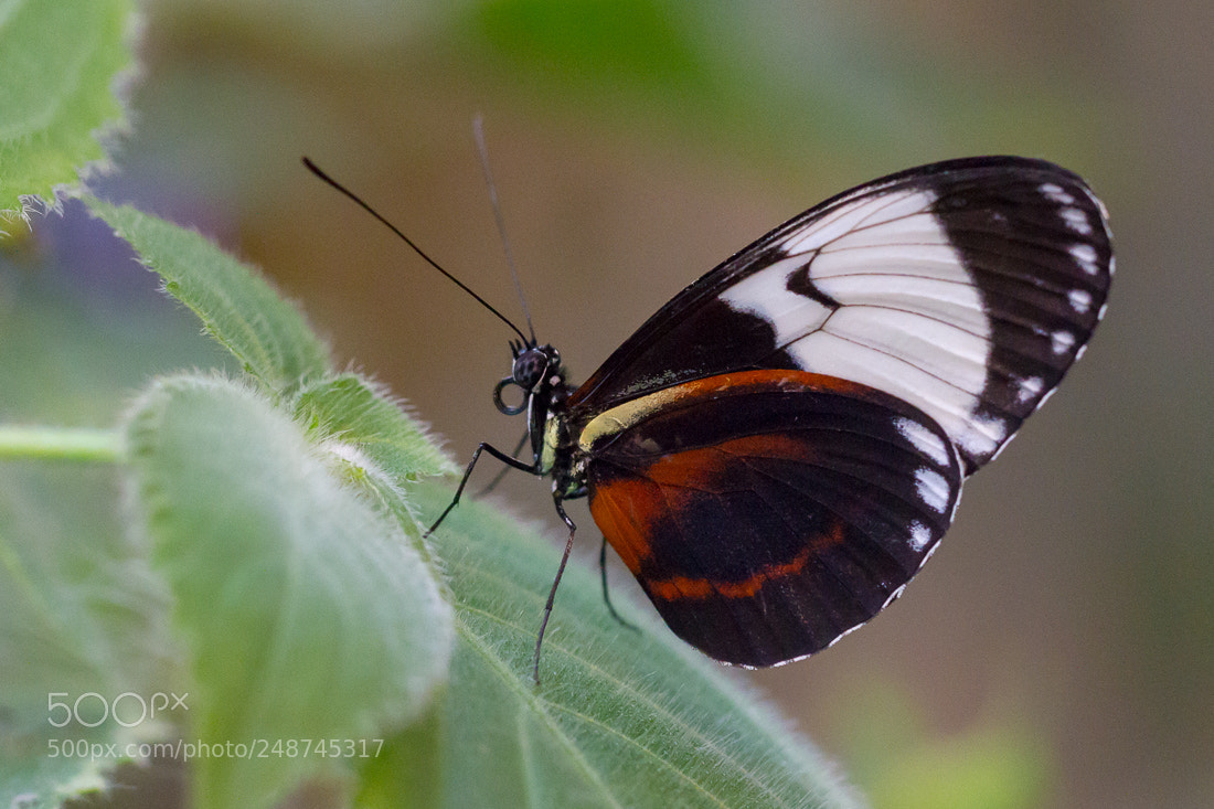 Canon EOS 7D sample photo. Butterfly heliconius photography