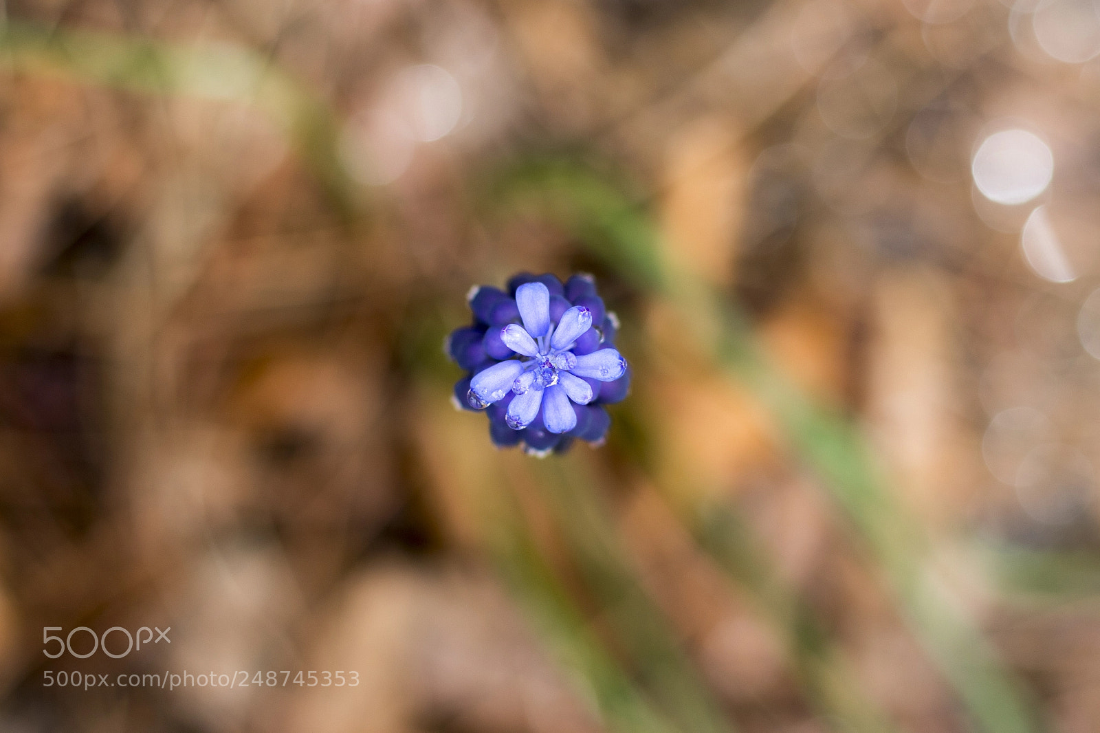 Canon EOS 800D (EOS Rebel T7i / EOS Kiss X9i) sample photo. Little wild flower photography