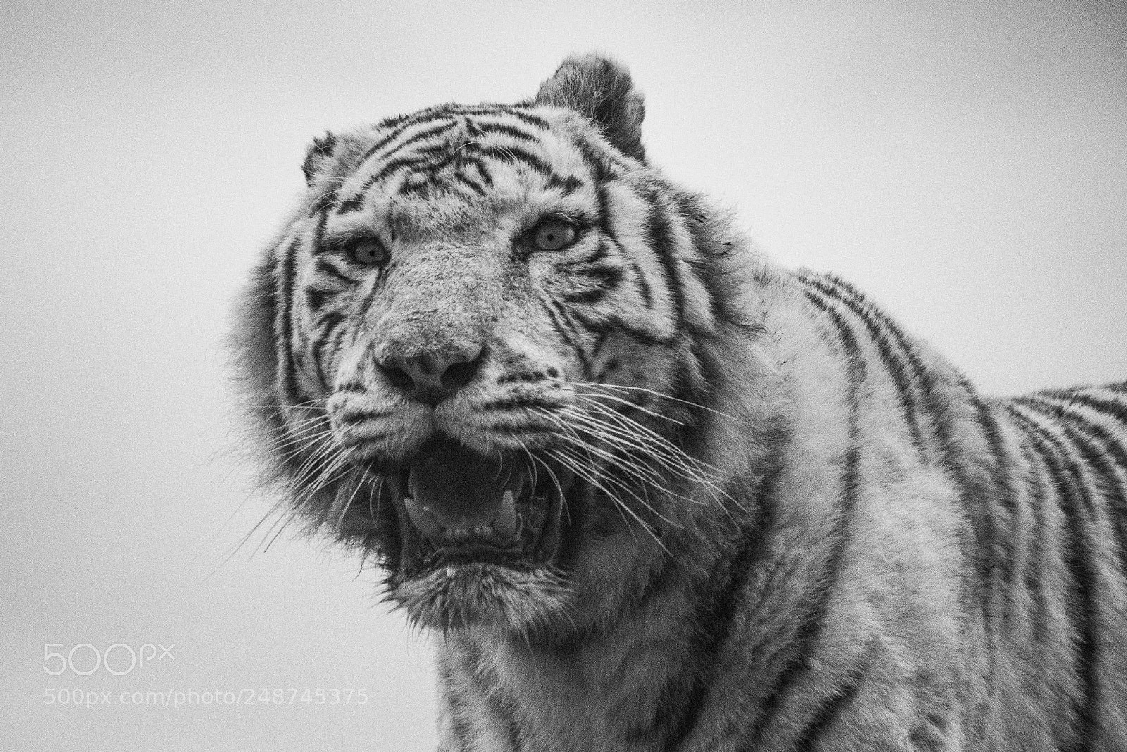 Nikon D500 sample photo. Tigre photography