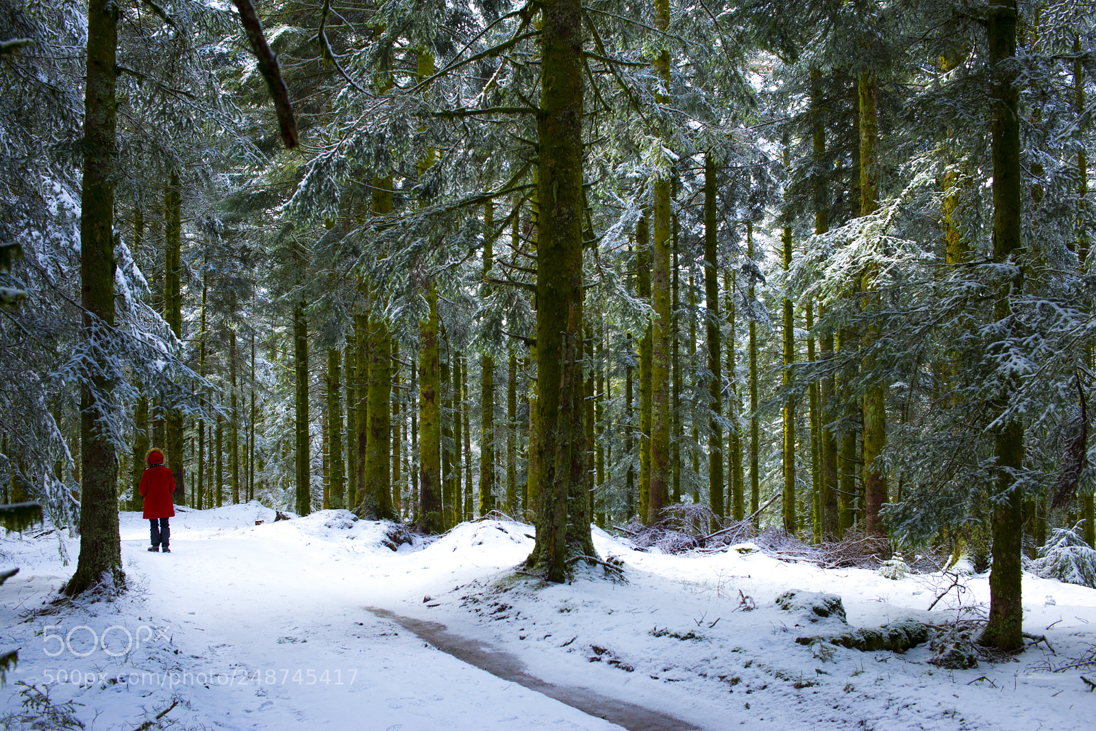 Nikon D610 sample photo. Walk in the snow photography