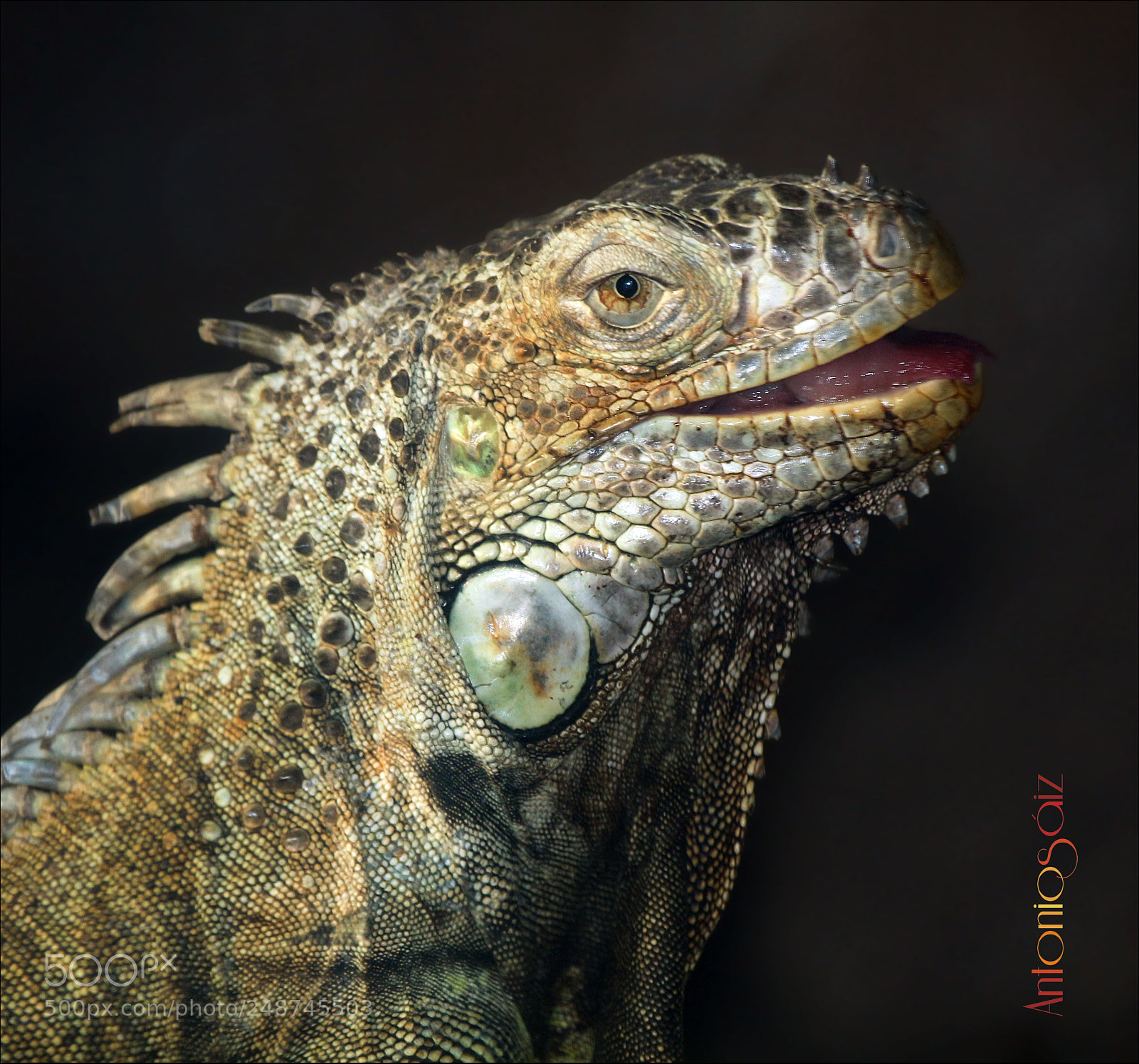 Canon EOS 700D (EOS Rebel T5i / EOS Kiss X7i) sample photo. Iguana photography