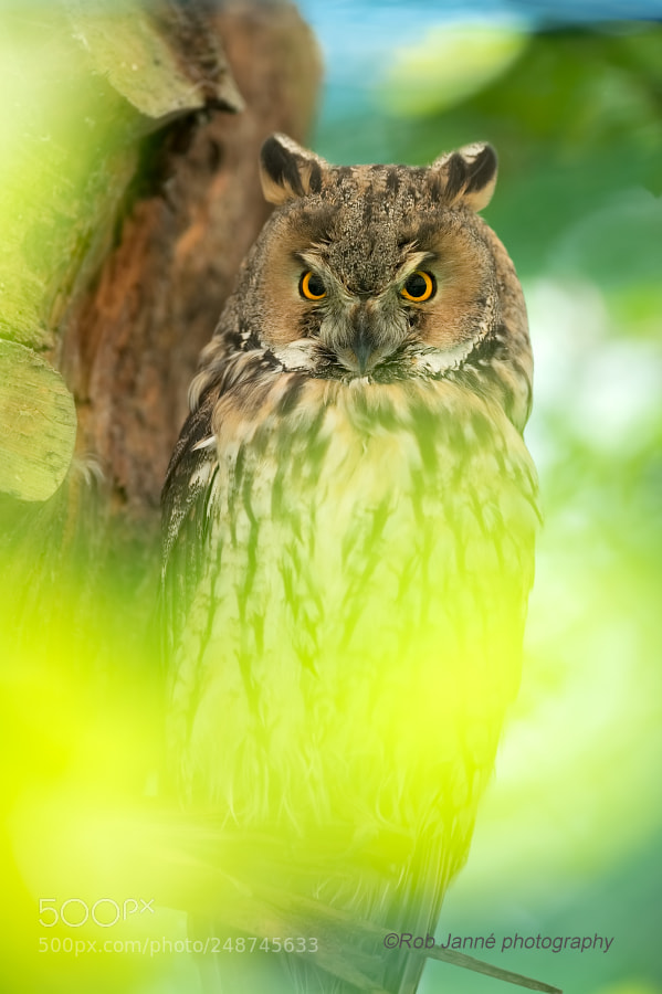 Nikon D4S sample photo. Long-eared owl photography