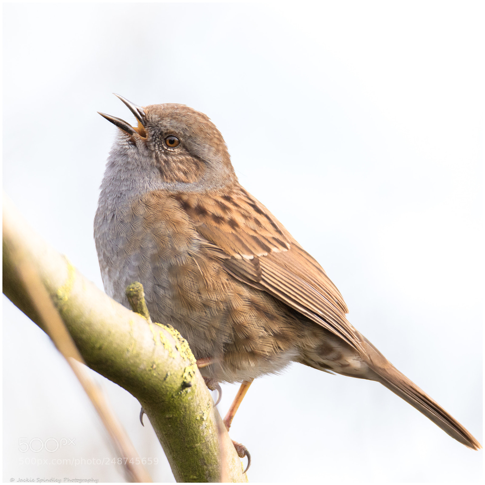 Canon EOS 7D Mark II sample photo. A dunnock singing to photography