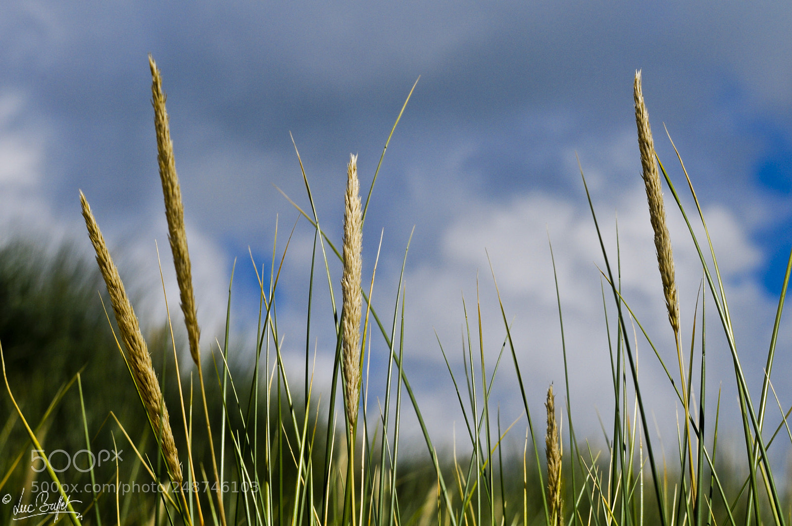Nikon D300 sample photo. More wheat photography