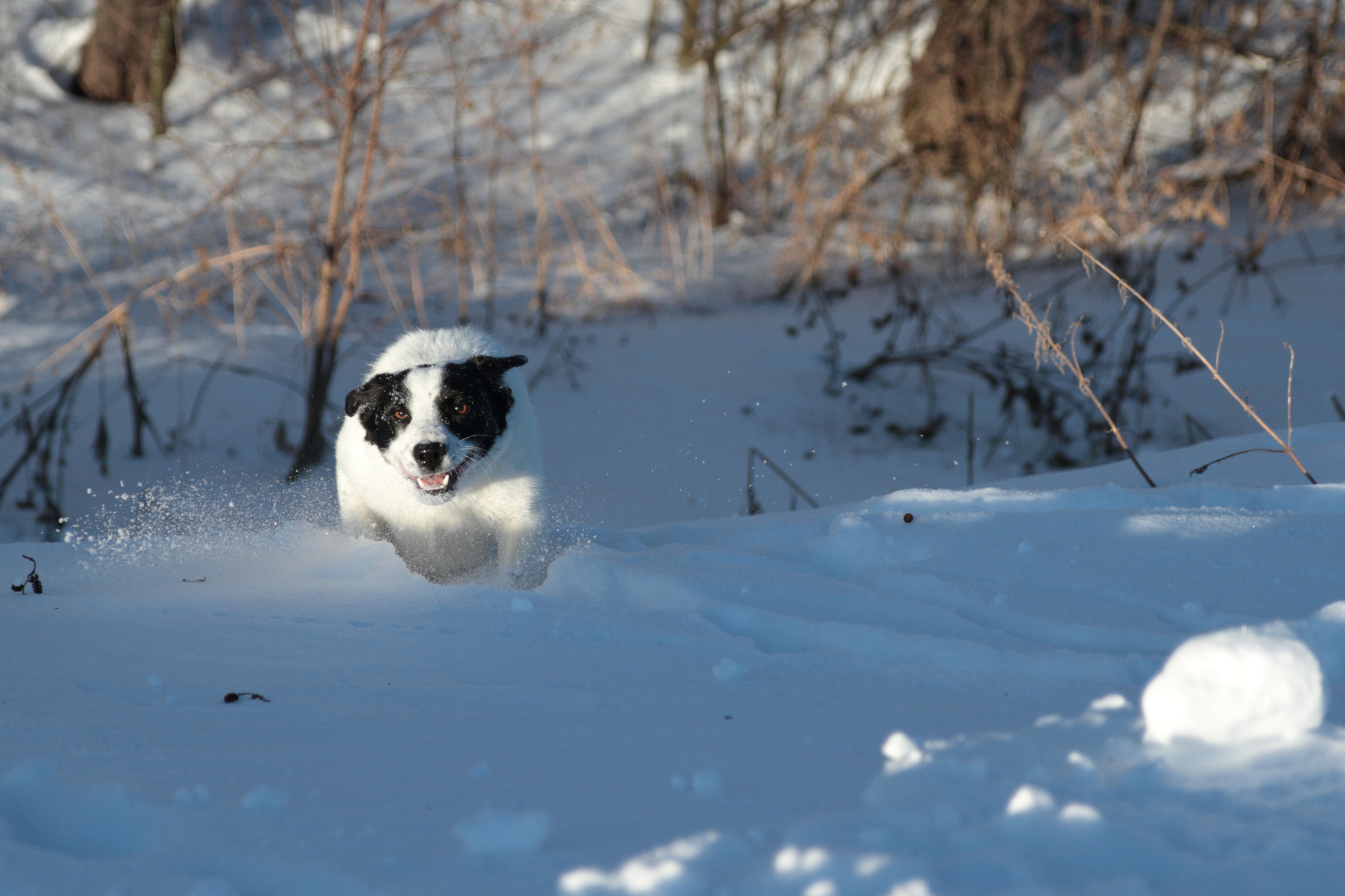 Canon EF-S 17-55mm F2.8 IS USM sample photo. My dog photography