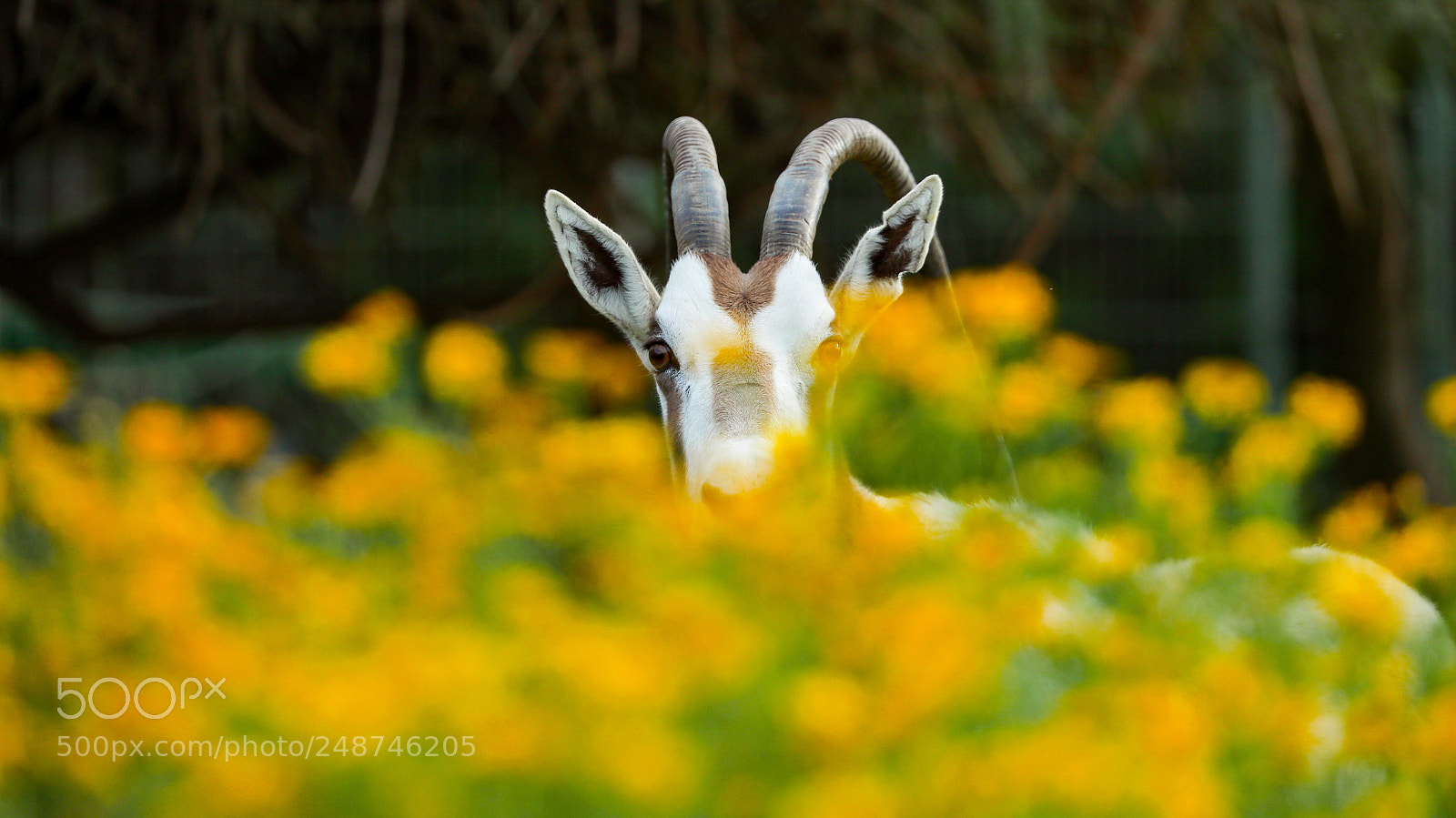 Canon EOS-1D X Mark II sample photo. Untitled photography
