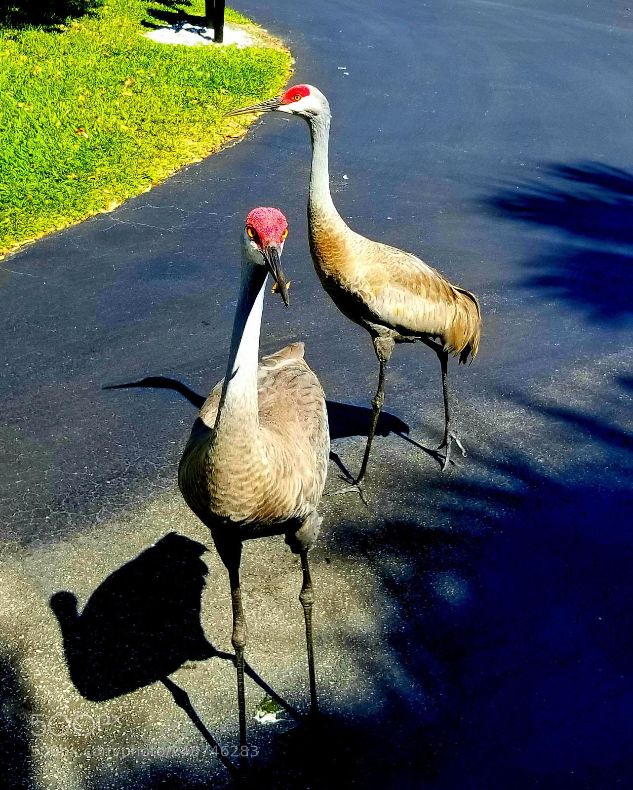 Samsung Galaxy S8 sample photo. Untitled photography