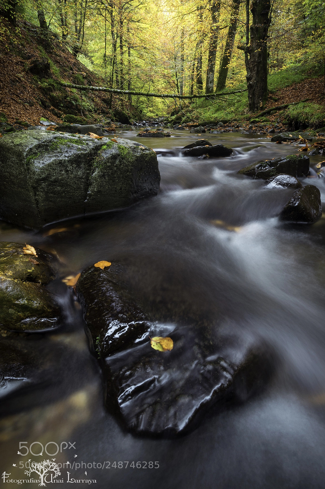 Canon EOS 7D Mark II sample photo. El bosque de los photography