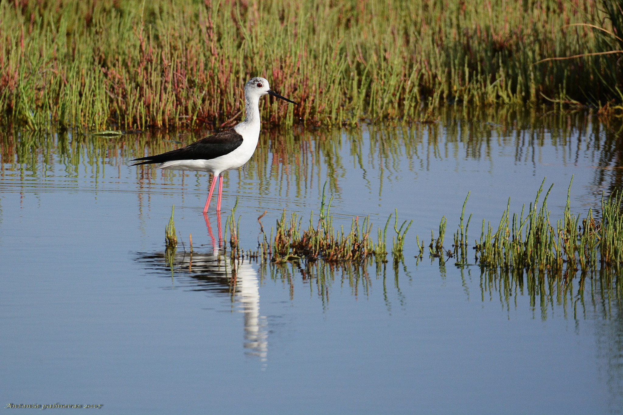 Sigma 150-600mm F5-6.3 DG OS HSM | S sample photo. Cigüeñuela común (himantopus himantopus) photography
