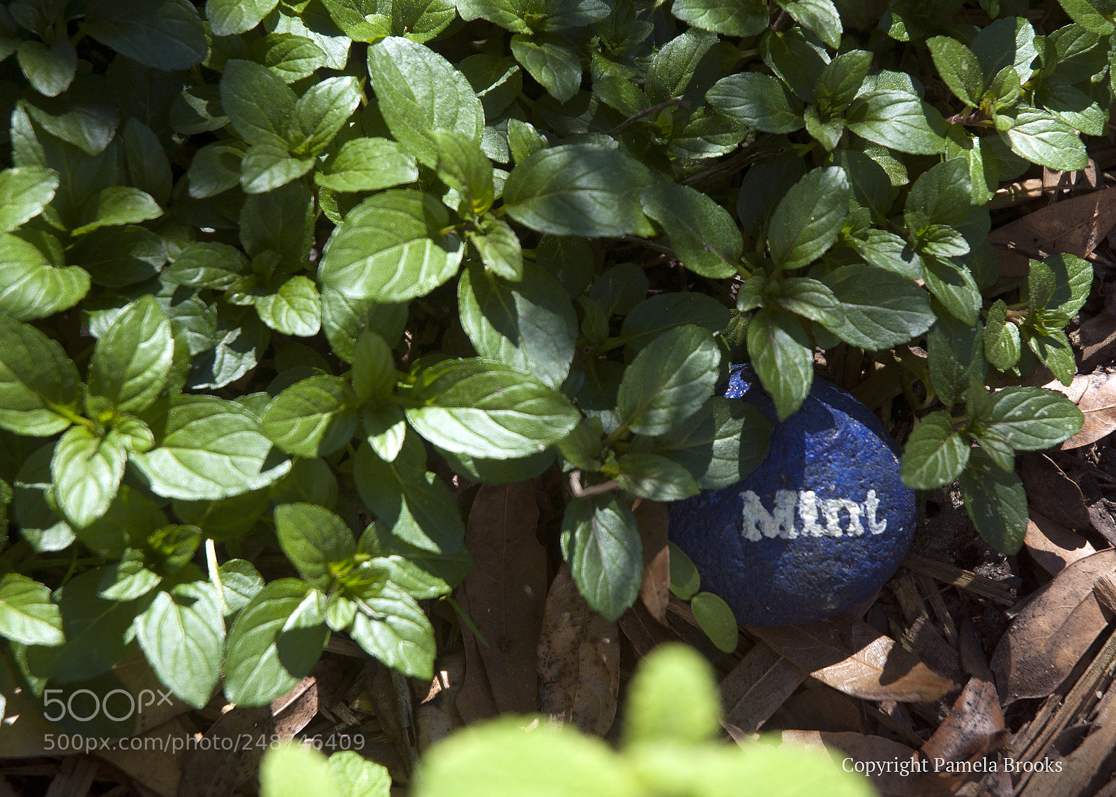 Nikon D90 sample photo. Peppermint plant photography