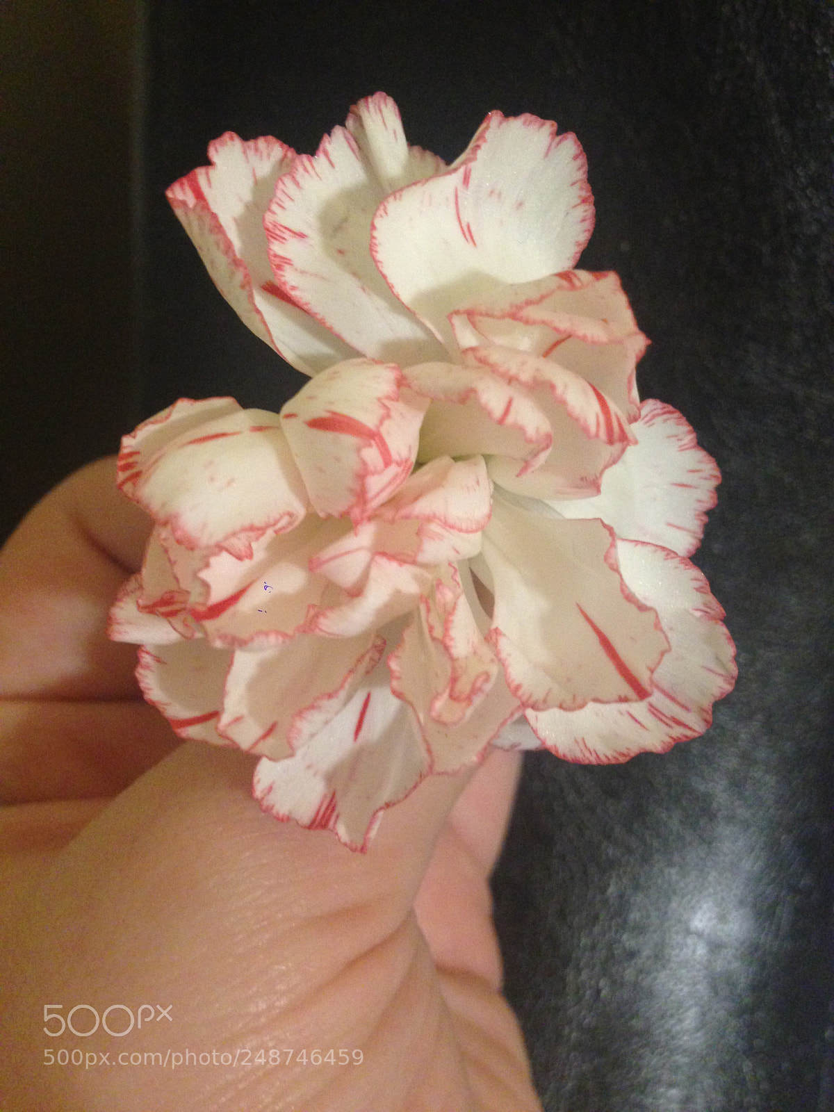 Apple iPhone 5 sample photo. A beautifull flower... photography