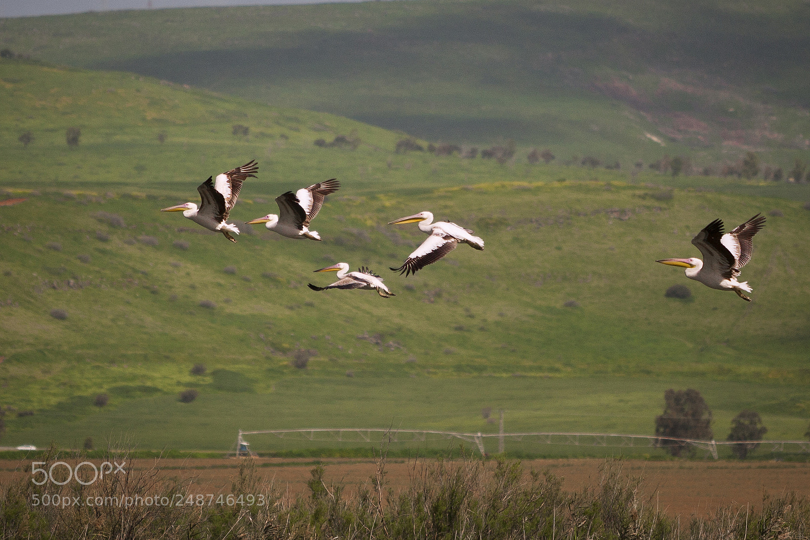 Canon EOS-1Ds Mark III sample photo. Pelicans photography