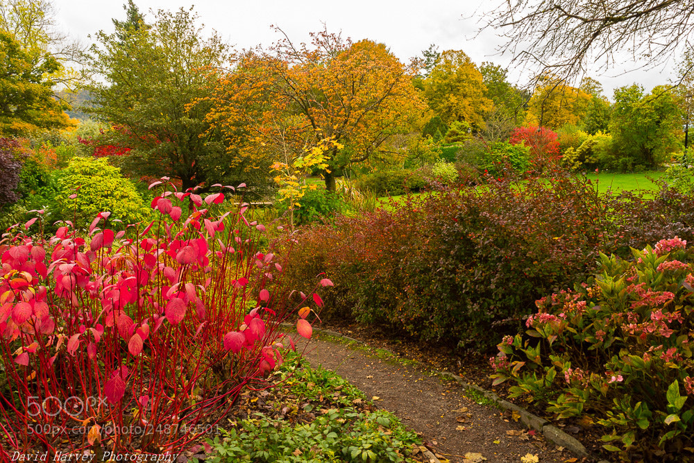 Nikon D7200 sample photo. A walk in the photography