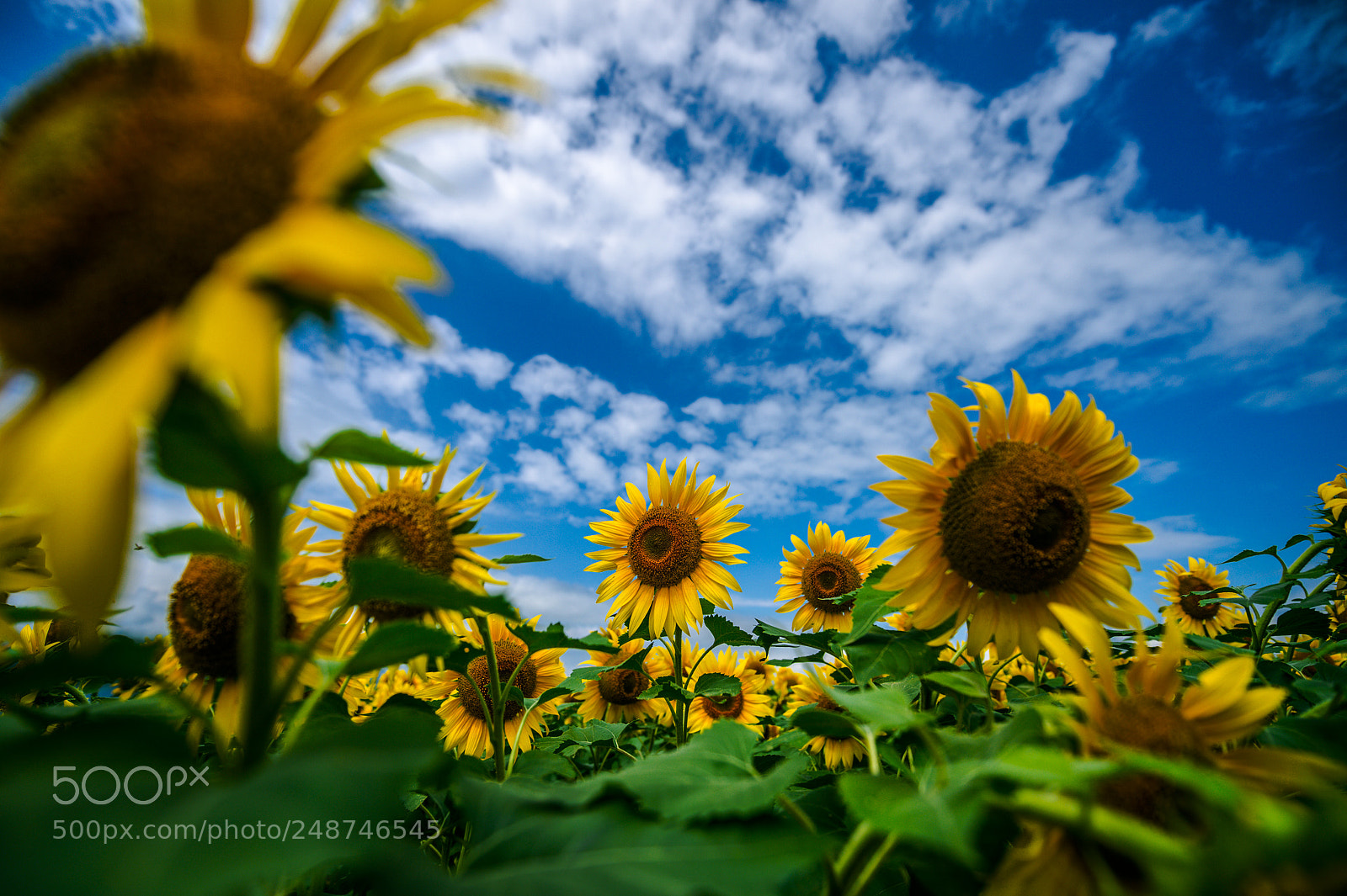 Nikon Df sample photo. 向日葵 - sunflower photography