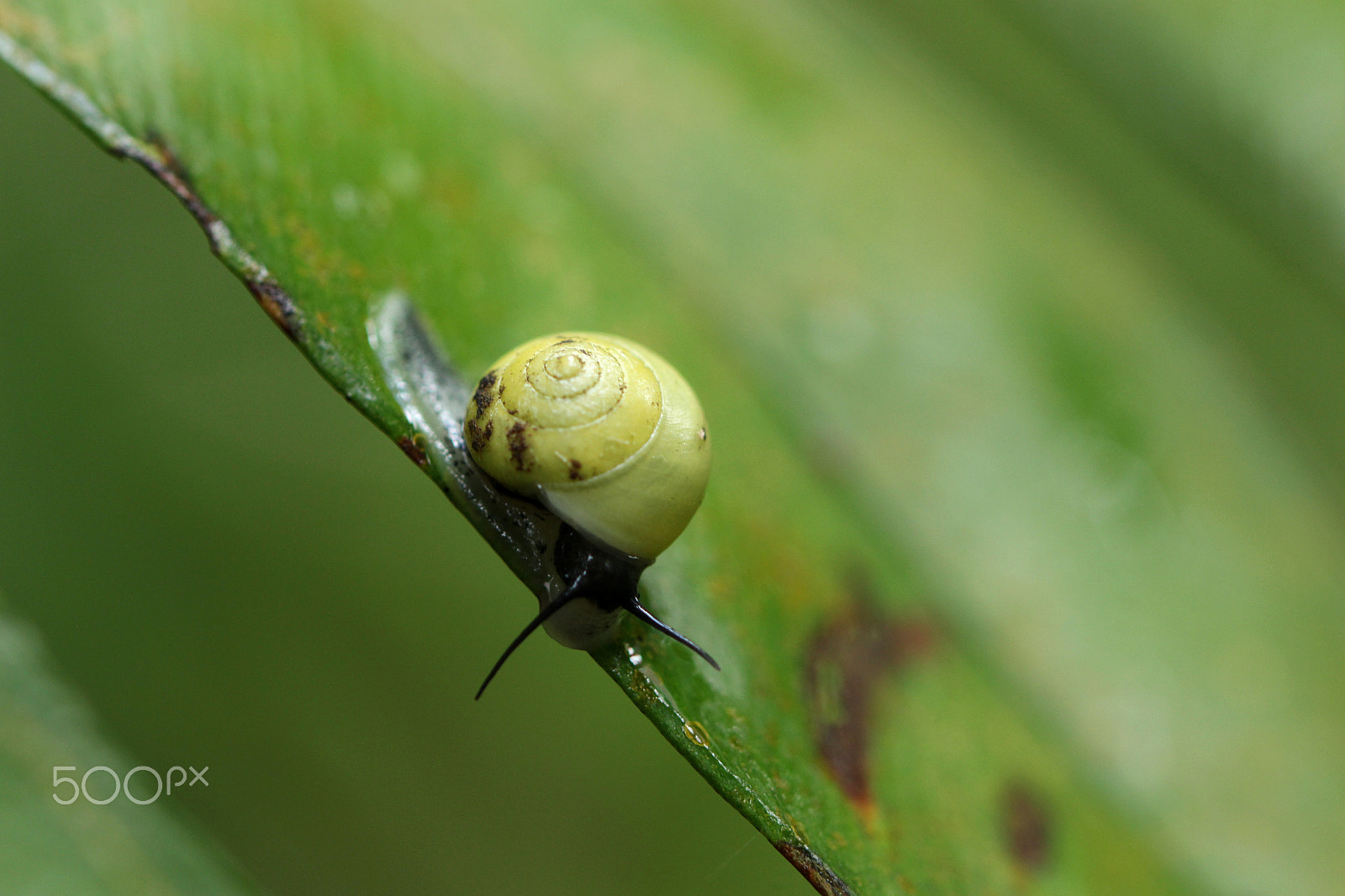 Canon EF 100mm F2.8L Macro IS USM sample photo. Sur une pente raide photography