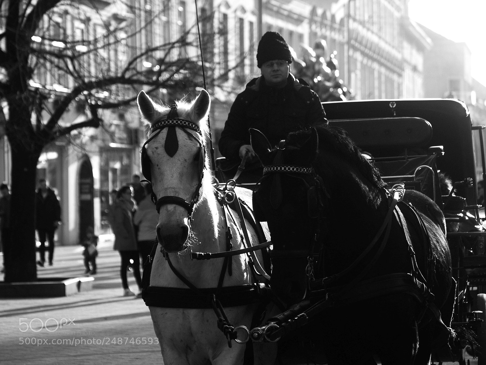 Olympus E-500 (EVOLT E-500) sample photo. Horse photography