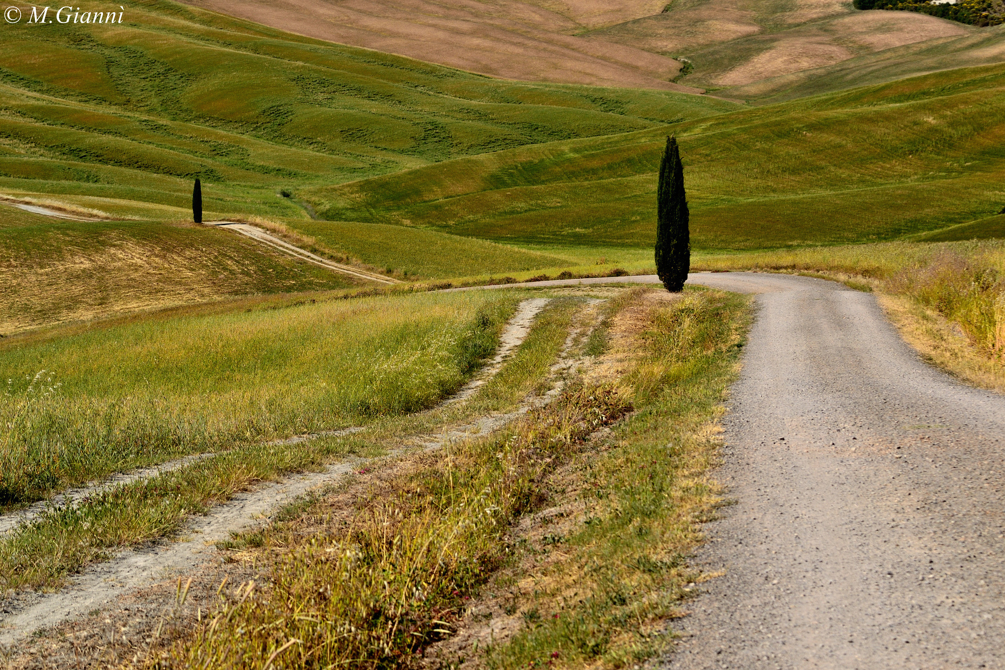 Nikon D3100 sample photo. Road of tuscany photography