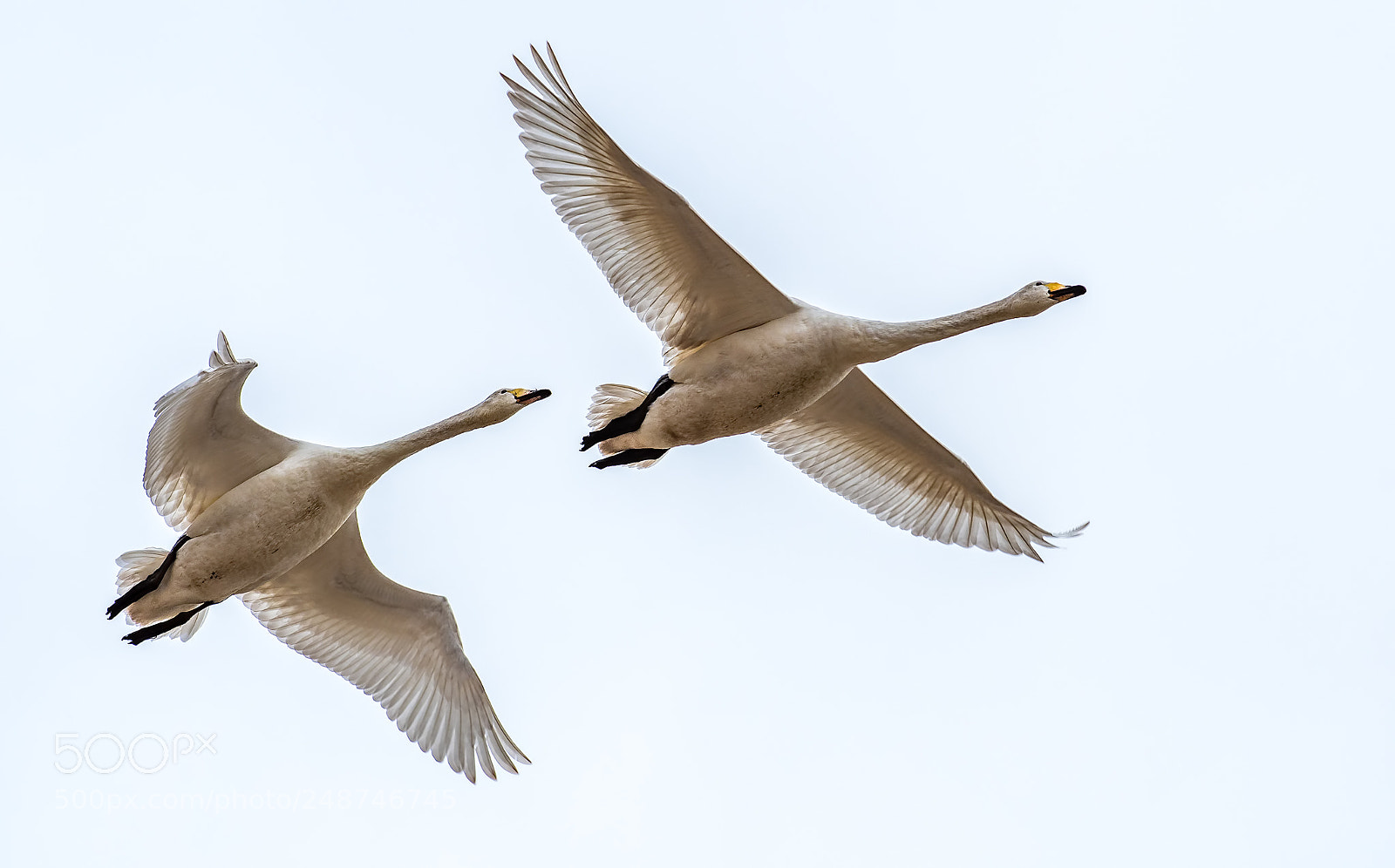 Nikon D500 sample photo. Swan flyover photography
