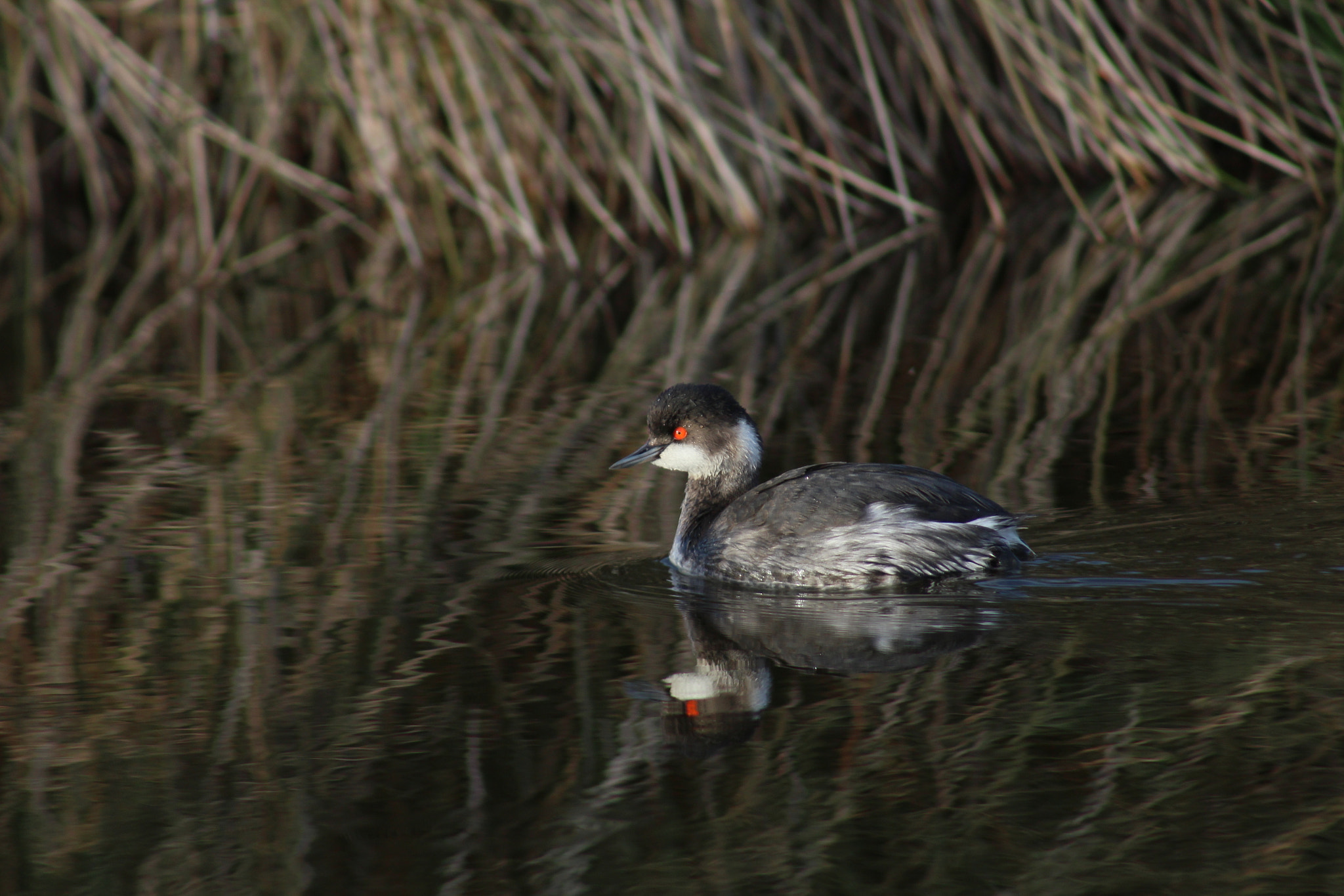 Canon EF 75-300mm f/4-5.6 sample photo. Küçük batagan photography