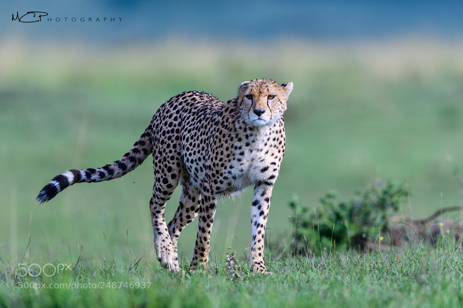 Nikon D850 sample photo. Cheetah before hunting photography
