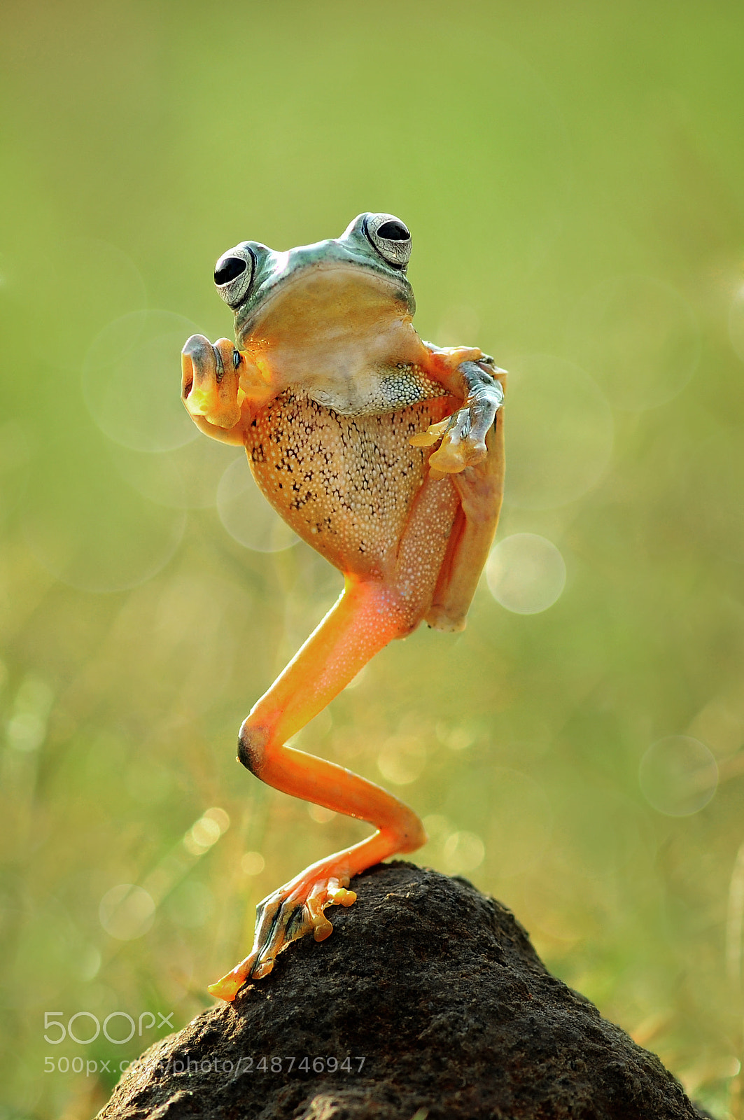 Nikon D90 sample photo. Flyingfrog, tai chi frog photography