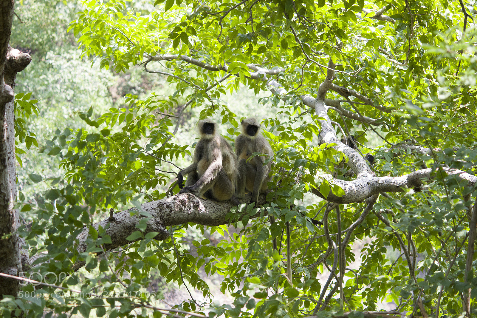 Canon EOS 600D (Rebel EOS T3i / EOS Kiss X5) sample photo. Langur couple photography