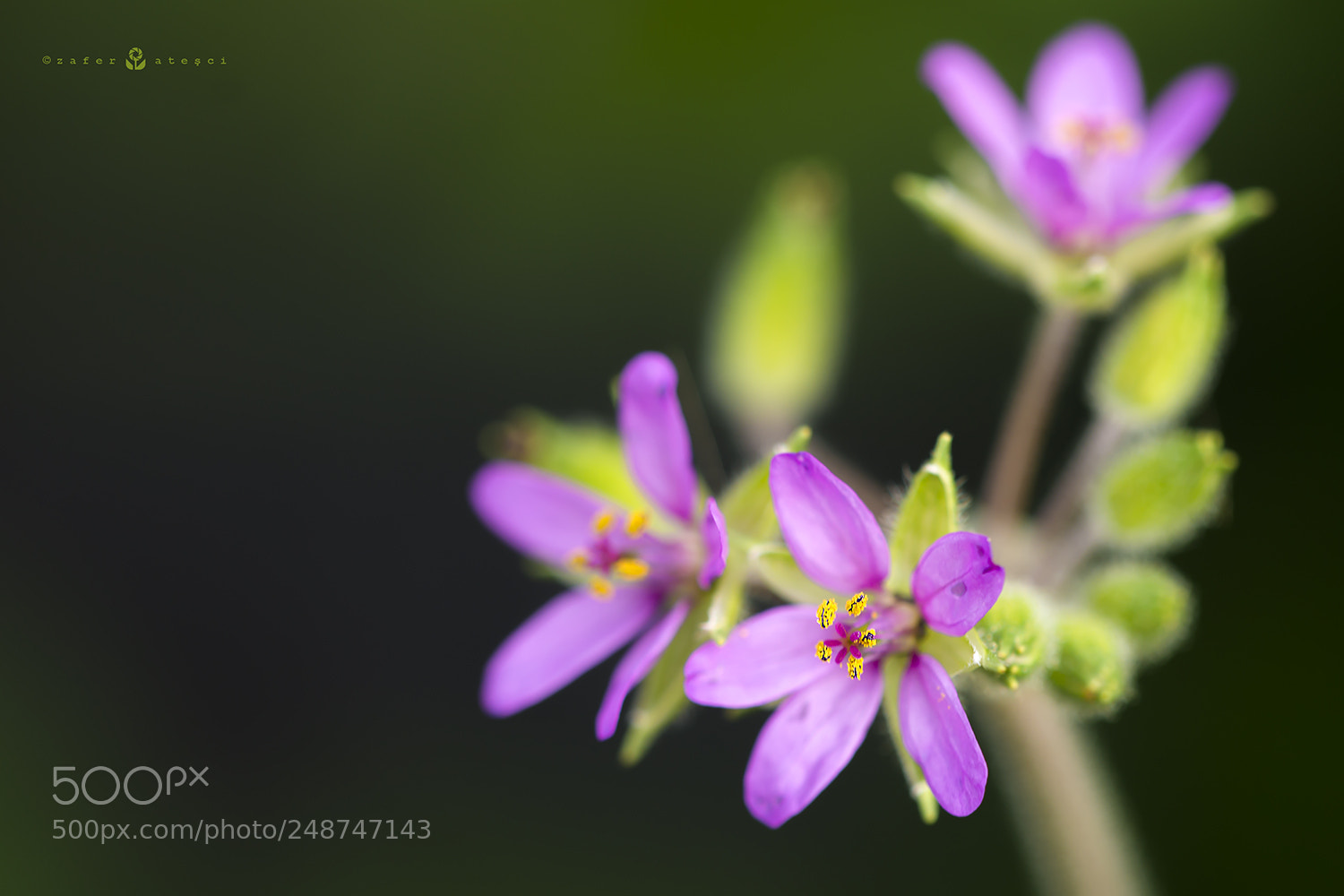 Nikon D7100 sample photo. Flower photography