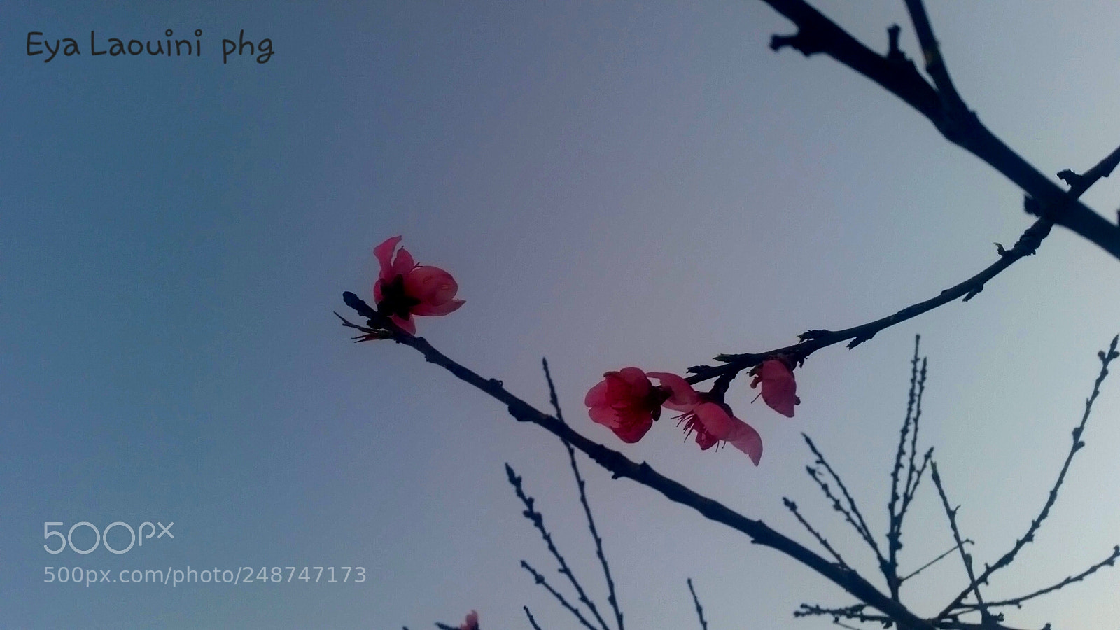 Samsung Galaxy S5 sample photo. Flowers ❤❤ photography