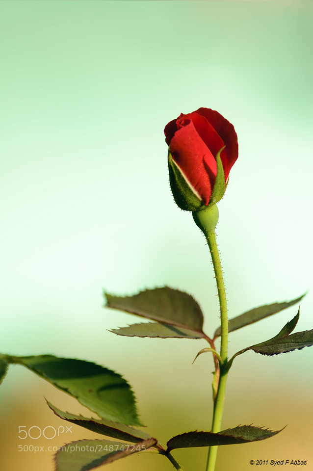 Nikon D300 sample photo. Rose photography