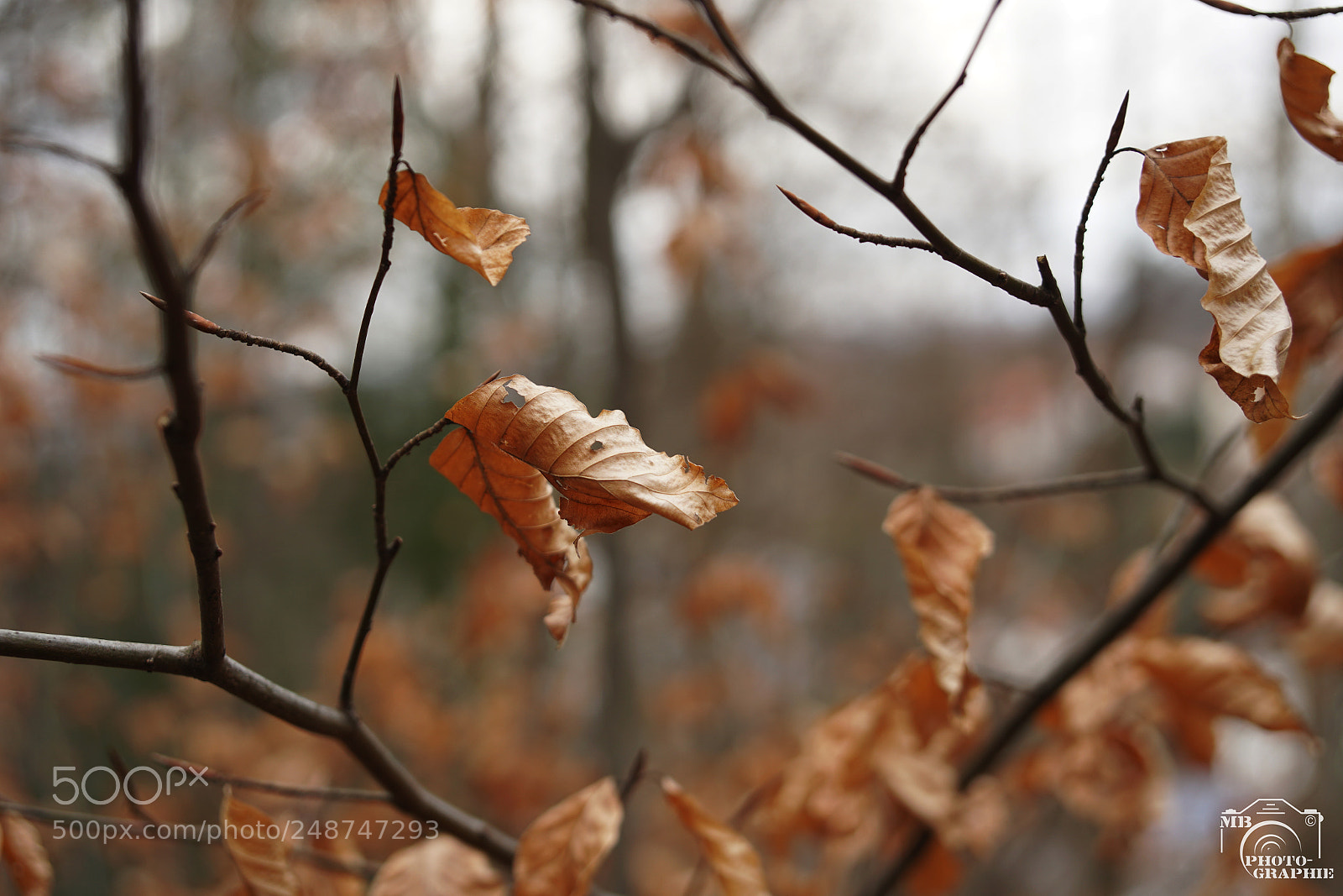 Sony a6500 sample photo. Verwelkte bl tter im photography