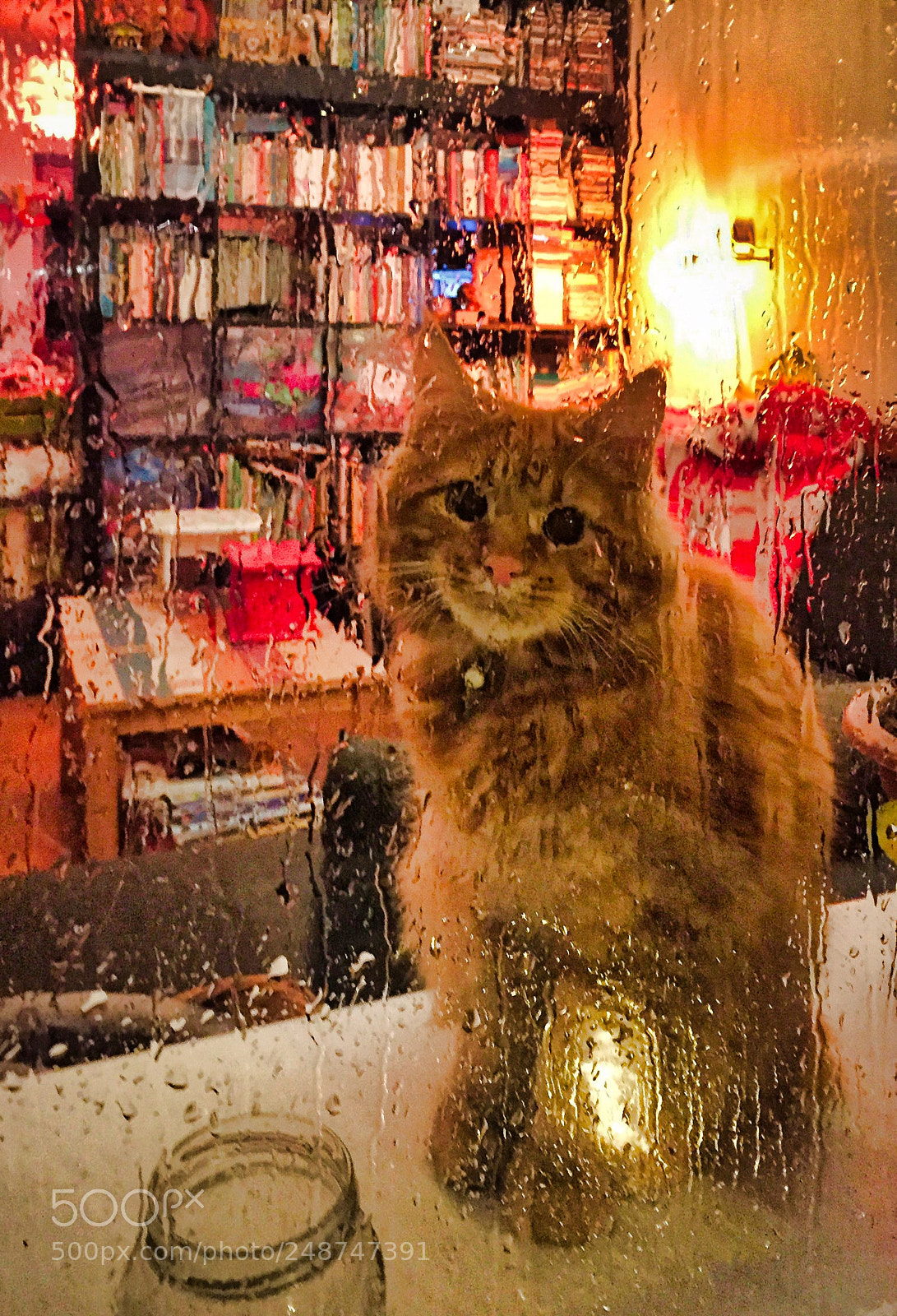 Apple iPhone 6 sample photo. Cute red maine coon photography