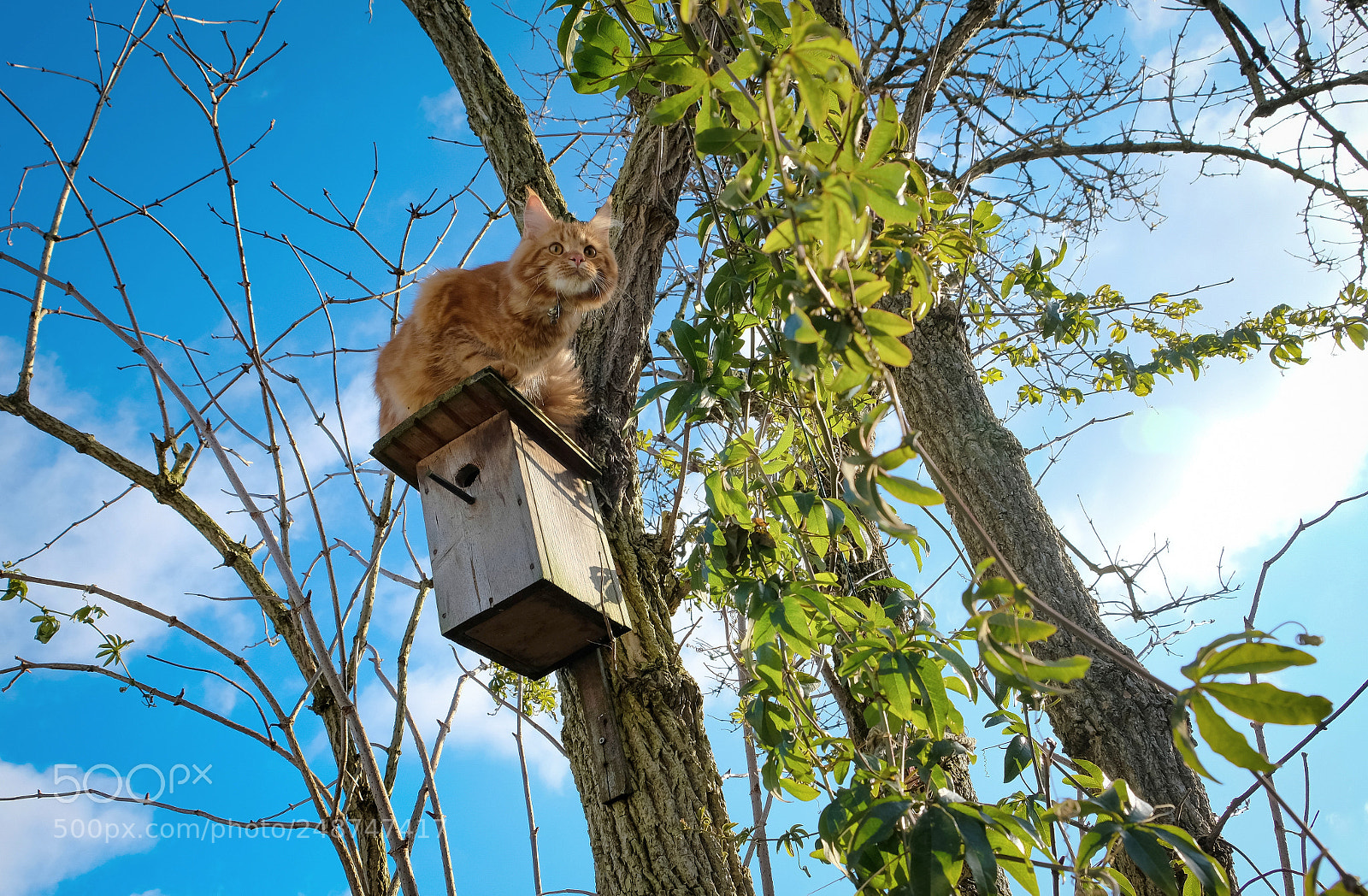 Fujifilm X-T20 sample photo. Red maine coon kitten photography