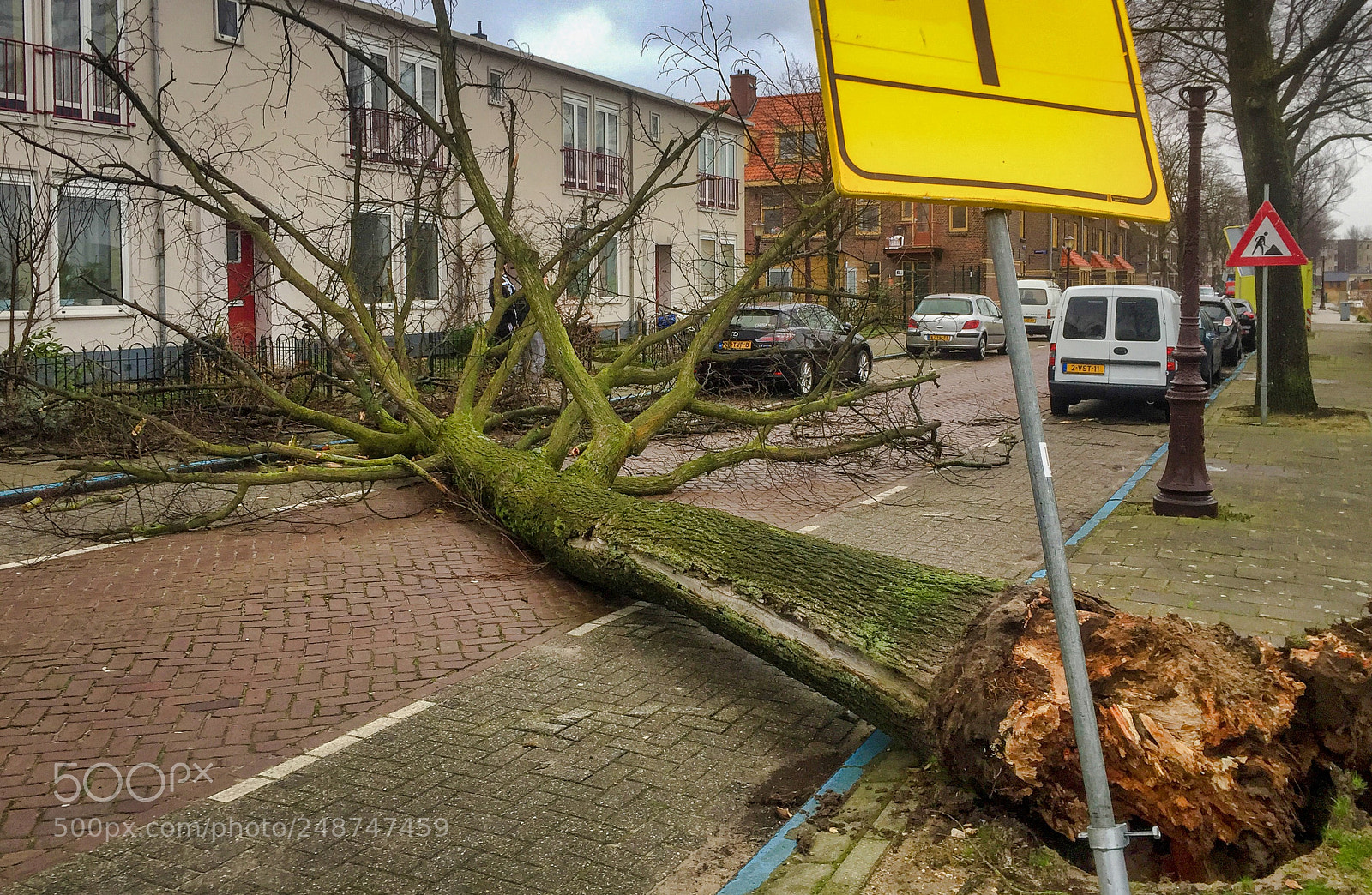 Apple iPhone 6 sample photo. Fallen tree during a photography