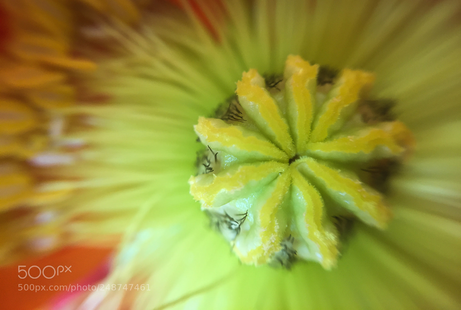 Apple iPhone 6 sample photo. Closeup of a flower photography