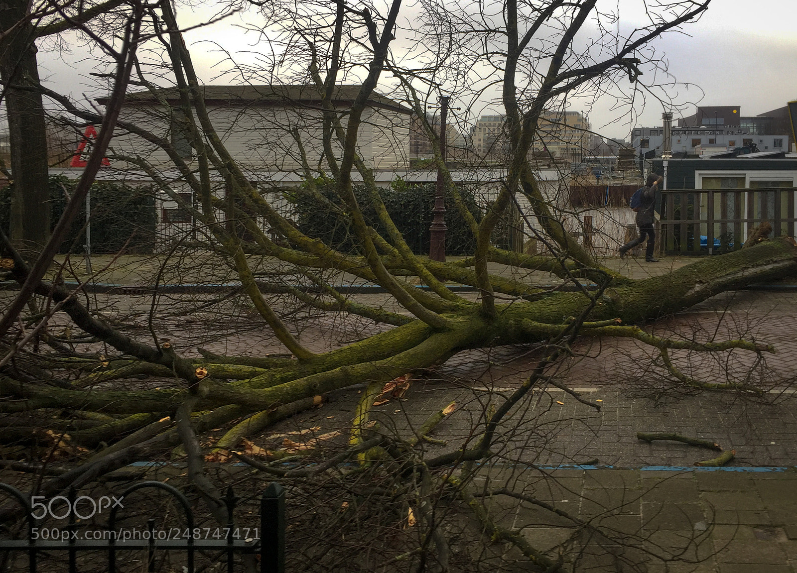 Apple iPhone 6 sample photo. Fallen tree during a photography