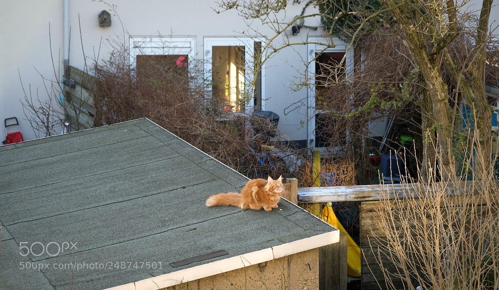 Fujifilm X-T20 sample photo. Red maine coon kitten photography