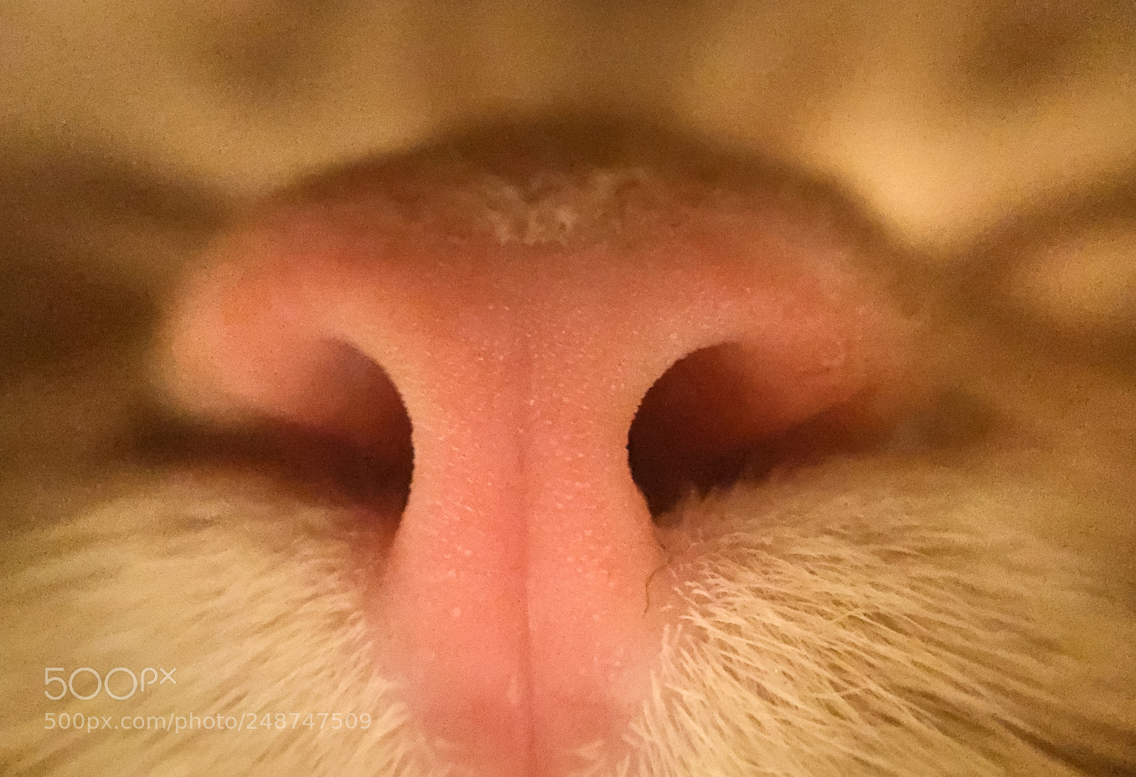Apple iPhone 6 sample photo. Nose of red maine photography