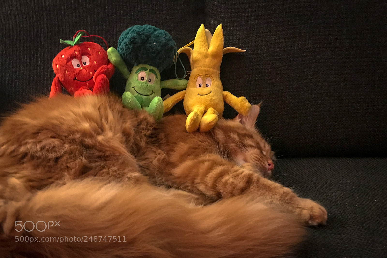 Apple iPhone 7 sample photo. Cute red maine coon photography