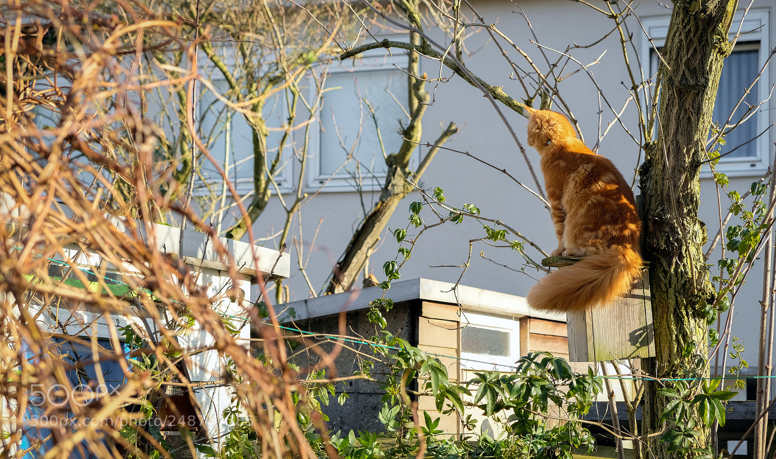 Fujifilm X-T20 sample photo. Red maine coon kitten photography