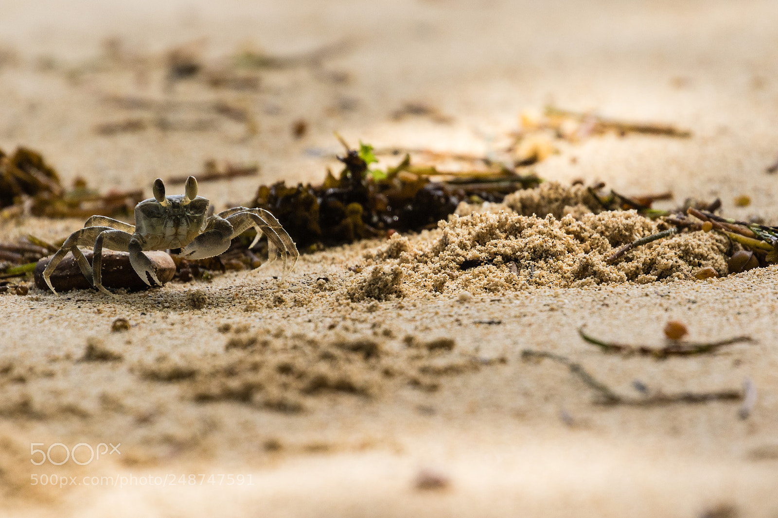 Canon EOS 7D Mark II sample photo. Eyes on stalks photography