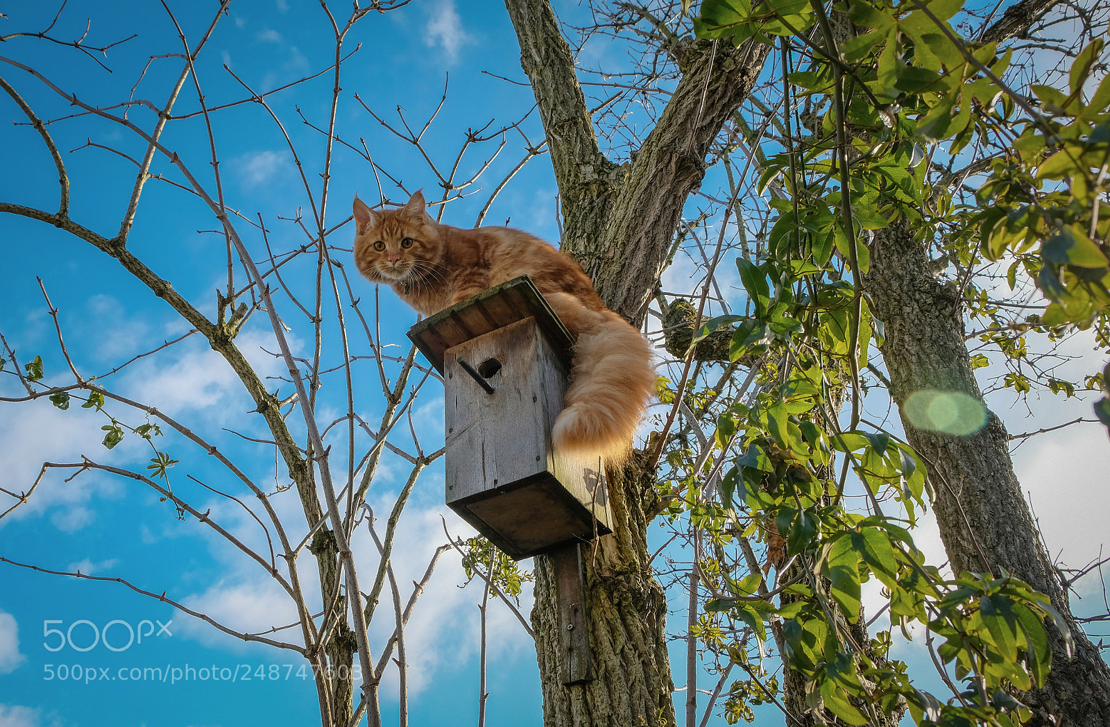 Fujifilm X-T20 sample photo. Red maine coon kitten photography