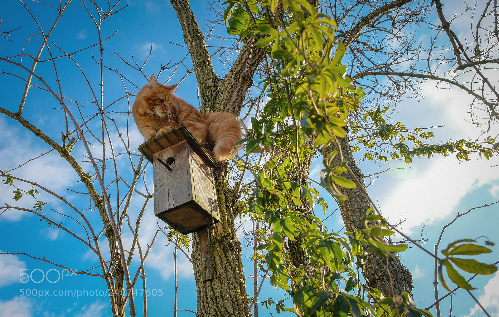 Fujifilm X-T20 sample photo. Red maine coon kitten photography