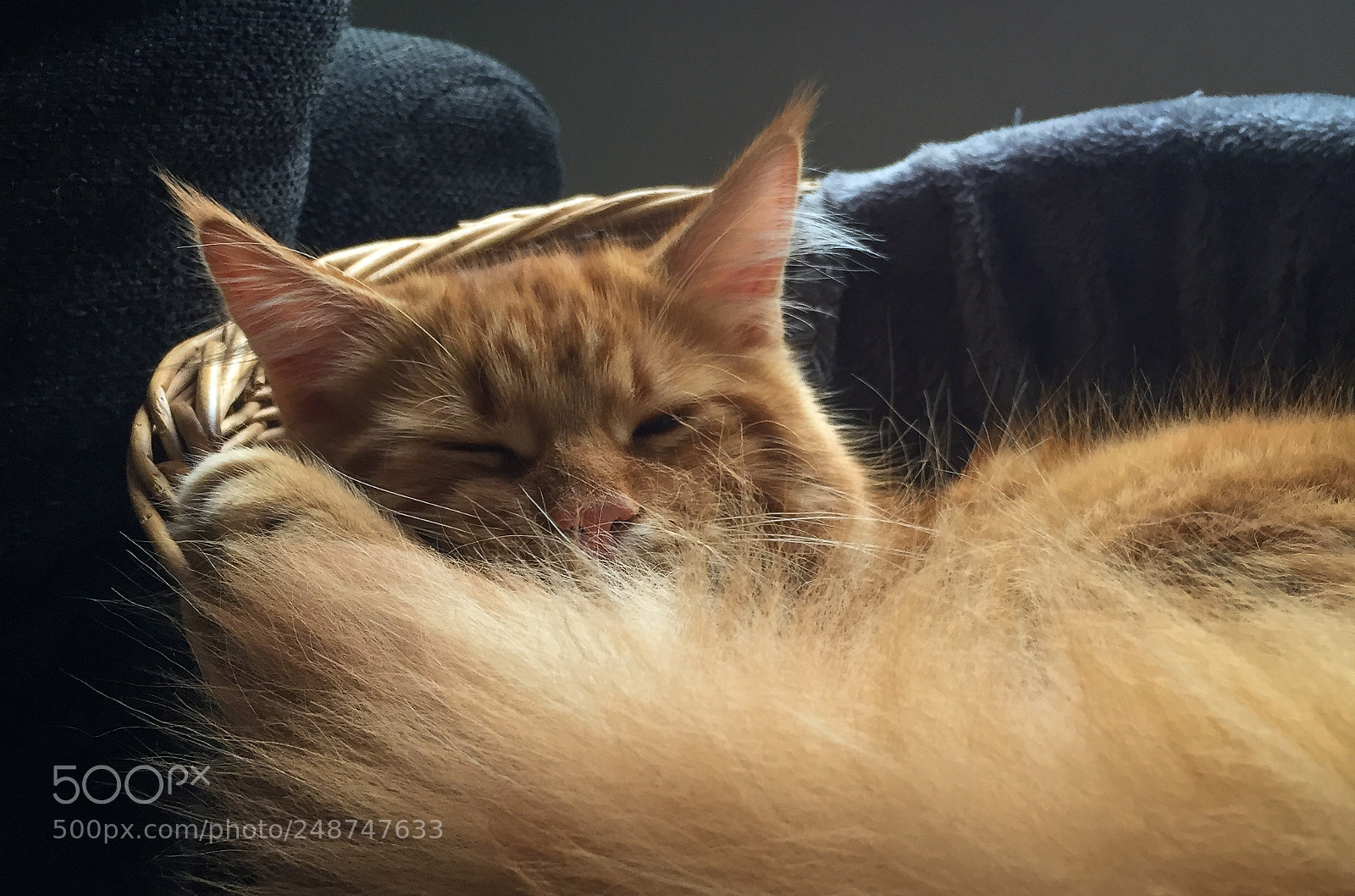 Apple iPhone 6 sample photo. Cute red maine coon photography