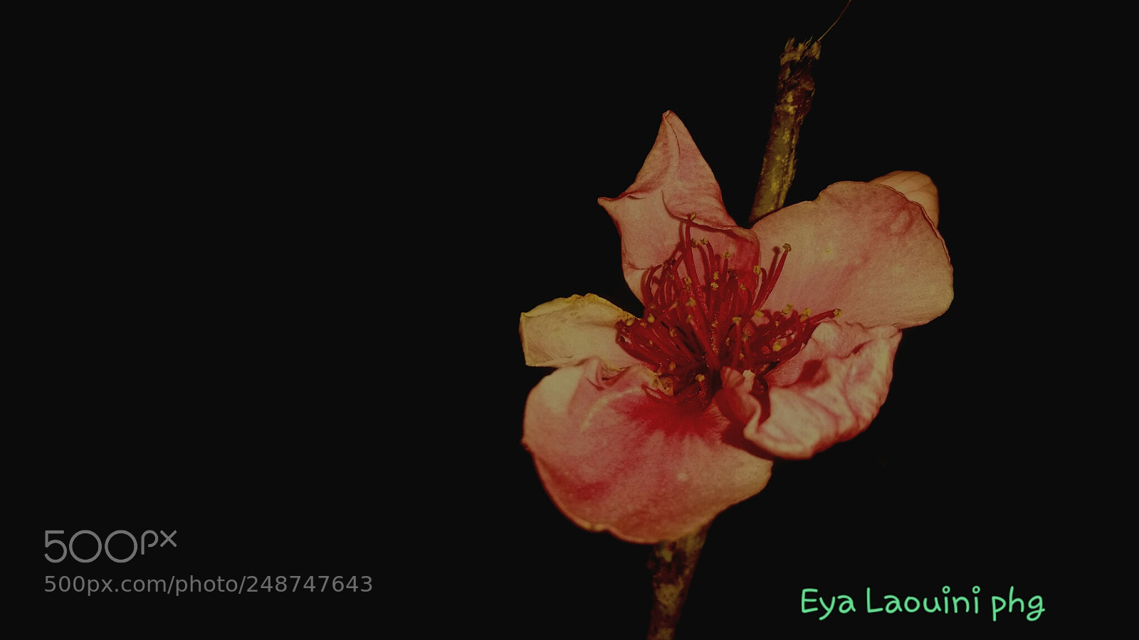 Samsung Galaxy S5 sample photo. Beautiful flowers photography