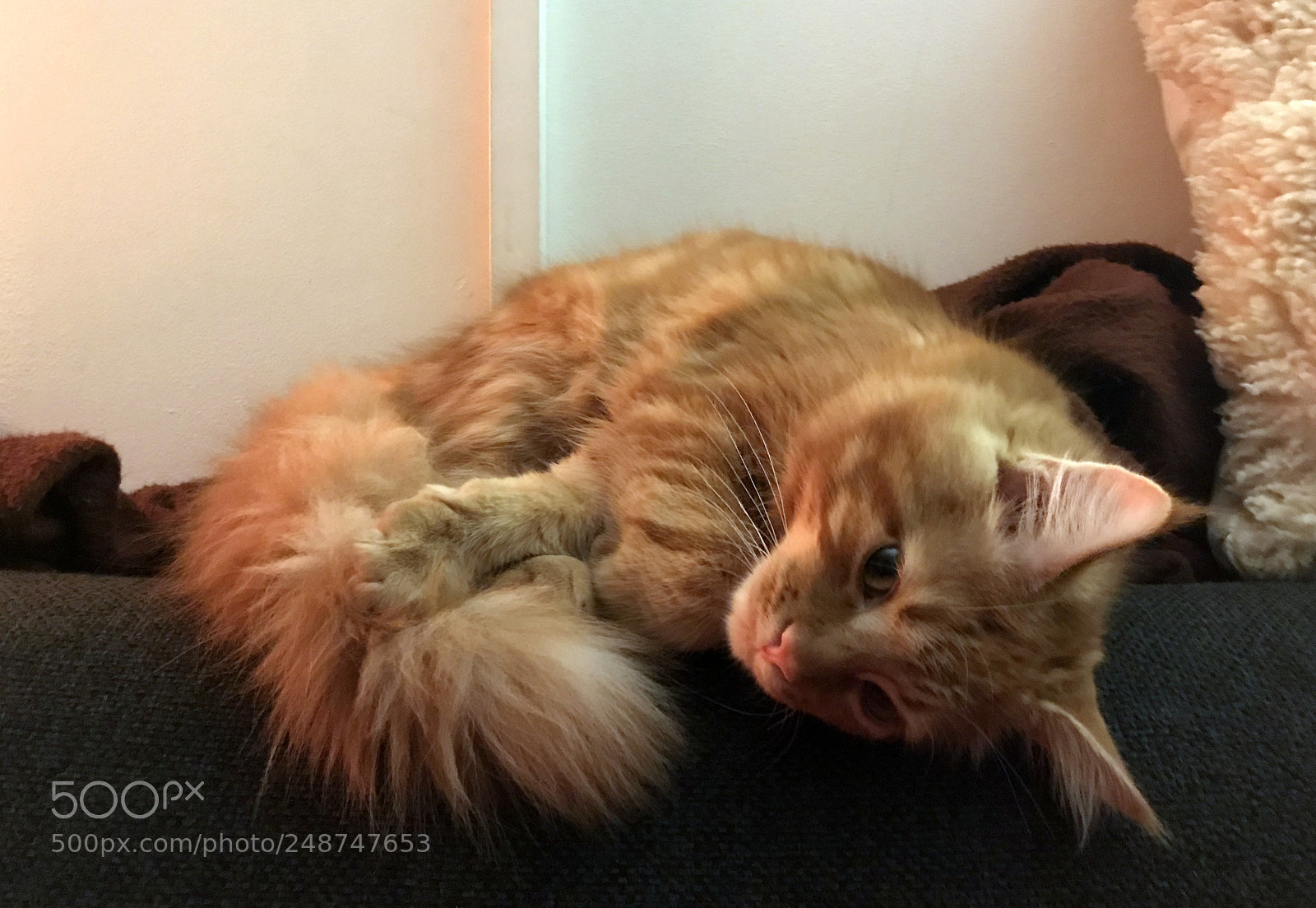 Apple iPhone 7 sample photo. Cute red maine coon photography