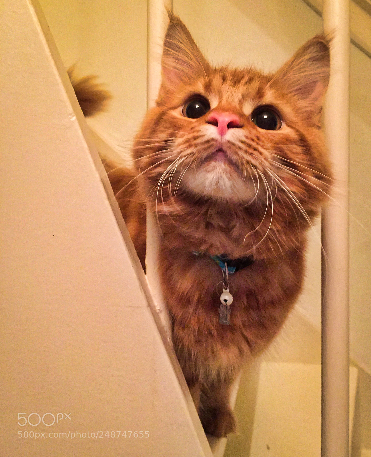 Apple iPhone 6 sample photo. Cute red maine coon photography