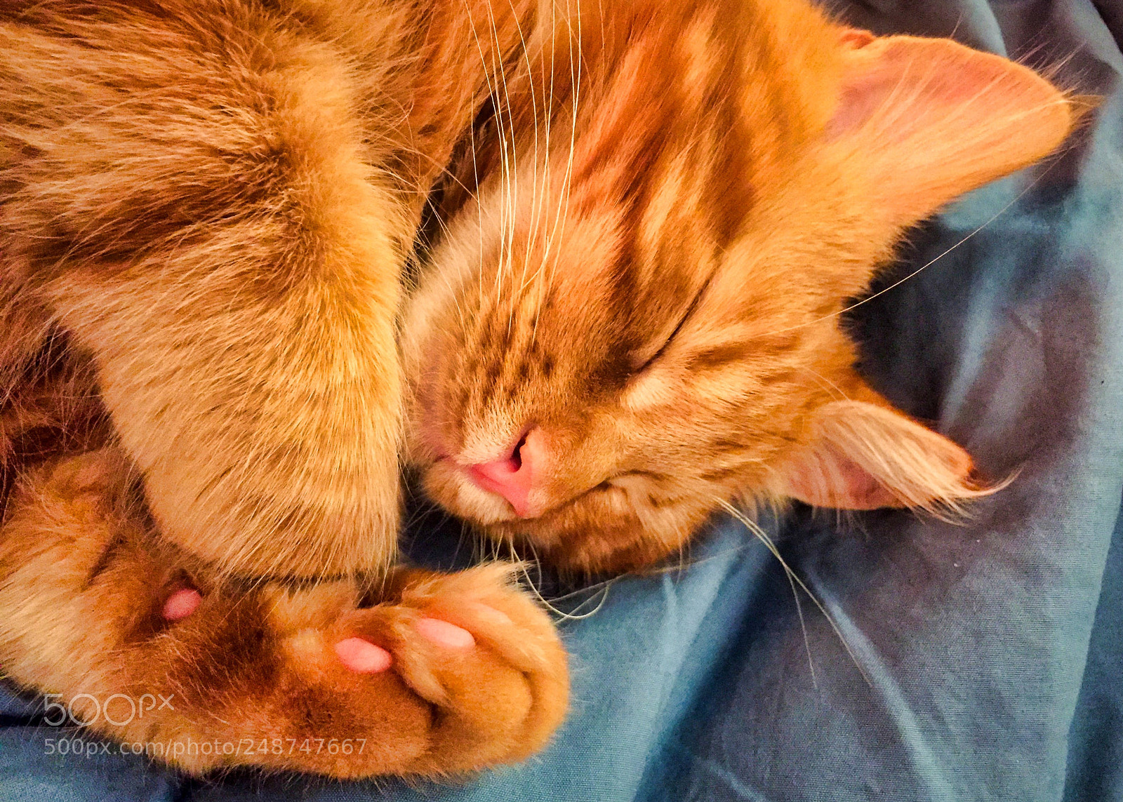 Apple iPhone 6 sample photo. Cute red maine coon photography